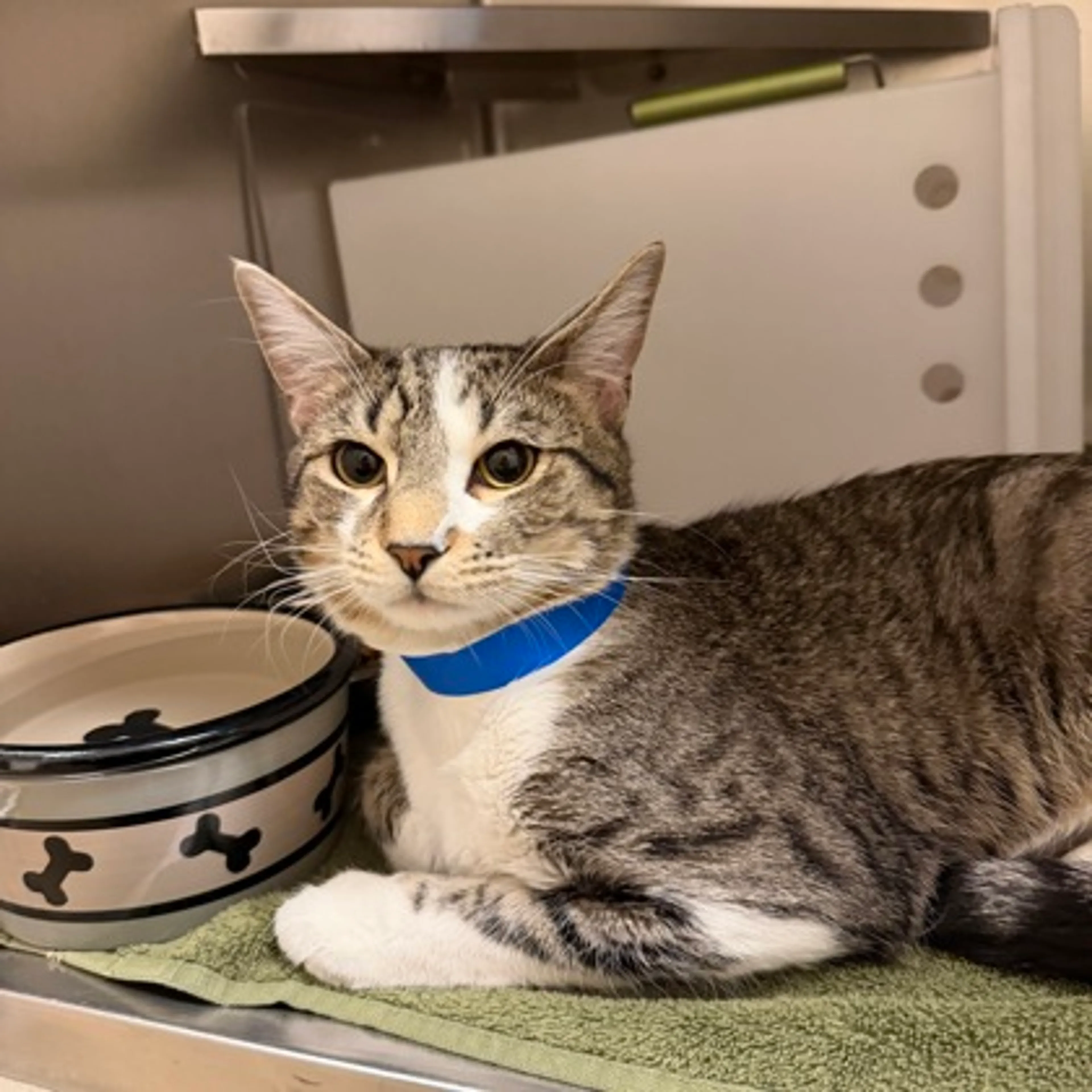 Found pet-2