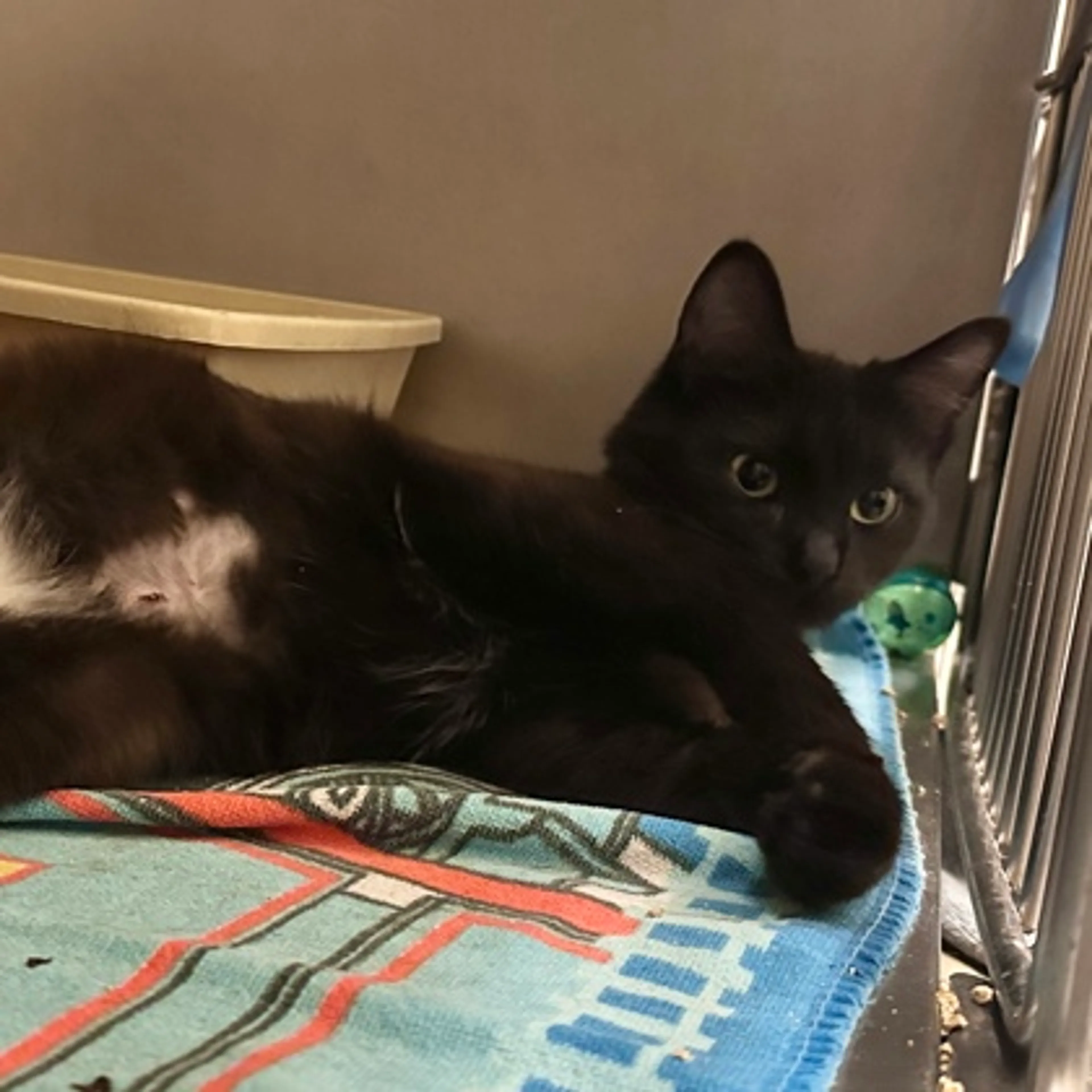Found pet-2