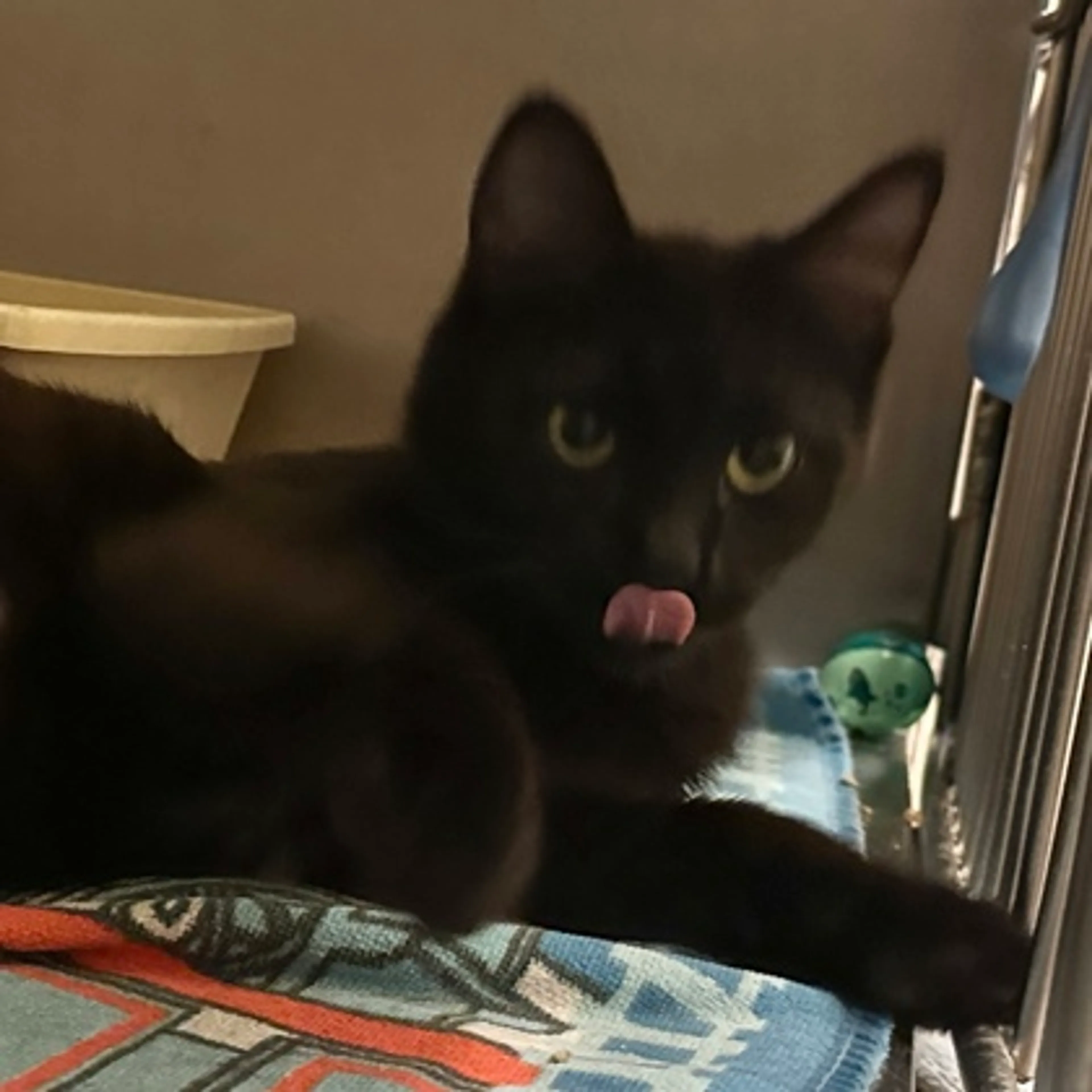 Found pet-1
