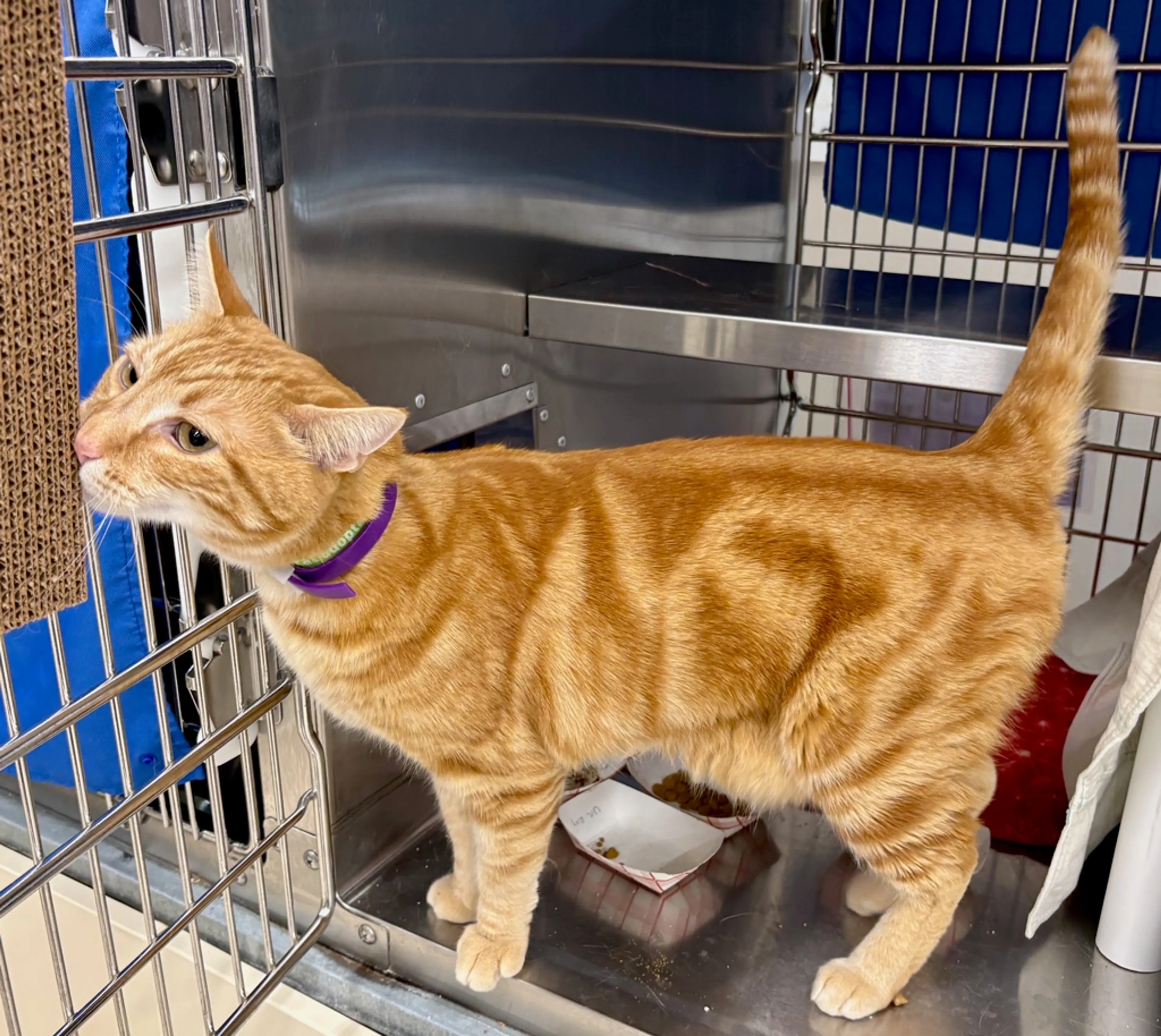 Found pet-1