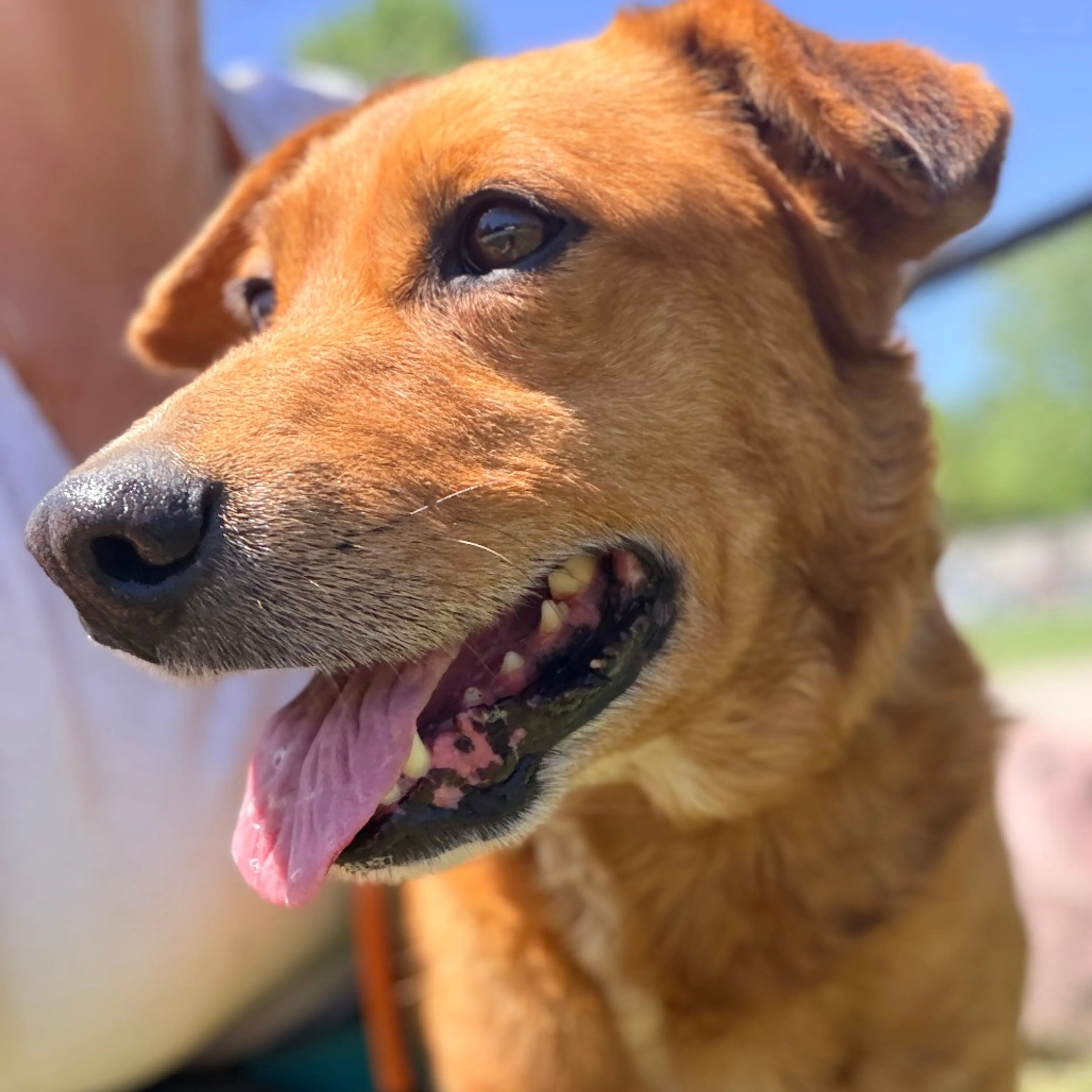 Found pet-3