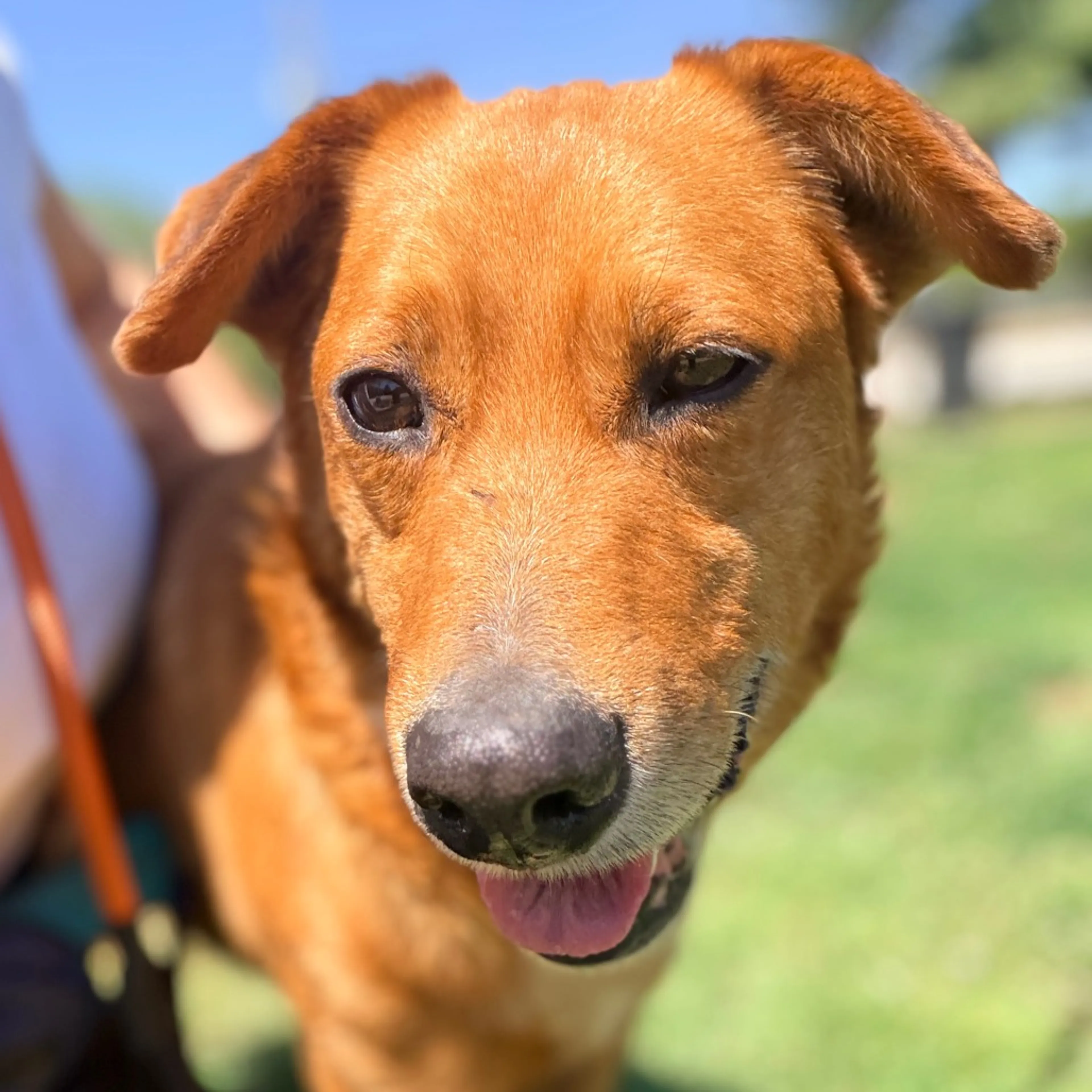 Found pet-2