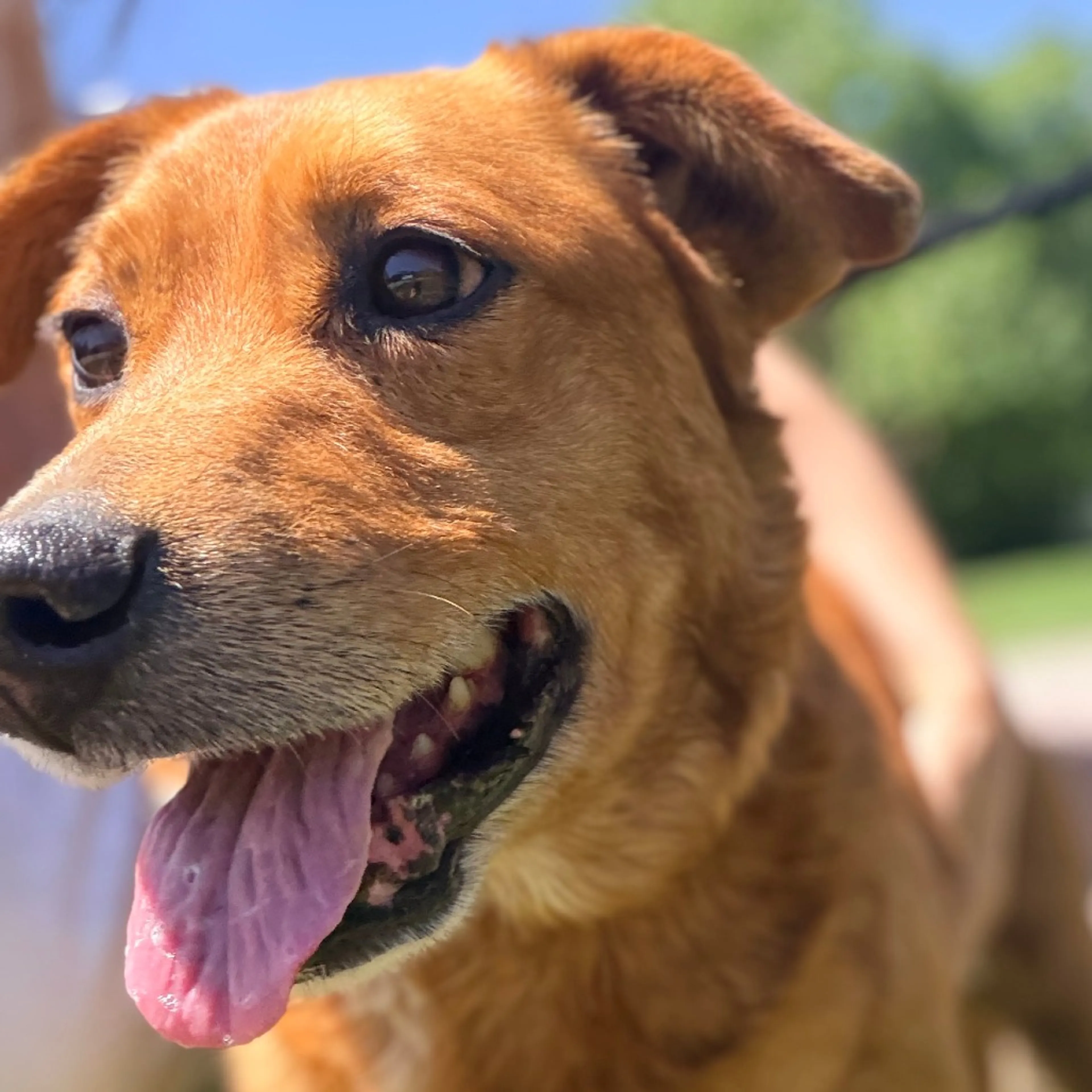 Found pet-5