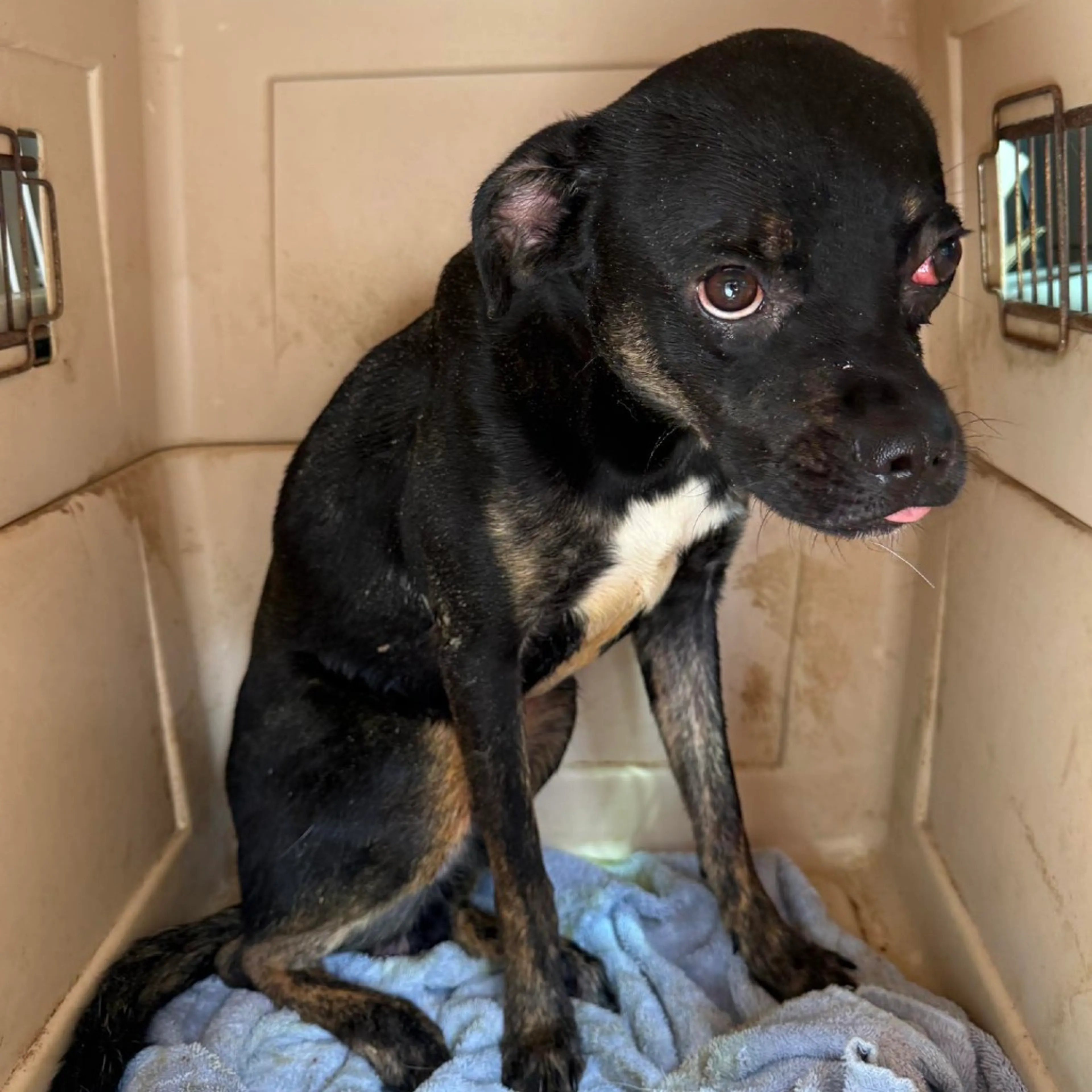 Found pet-1