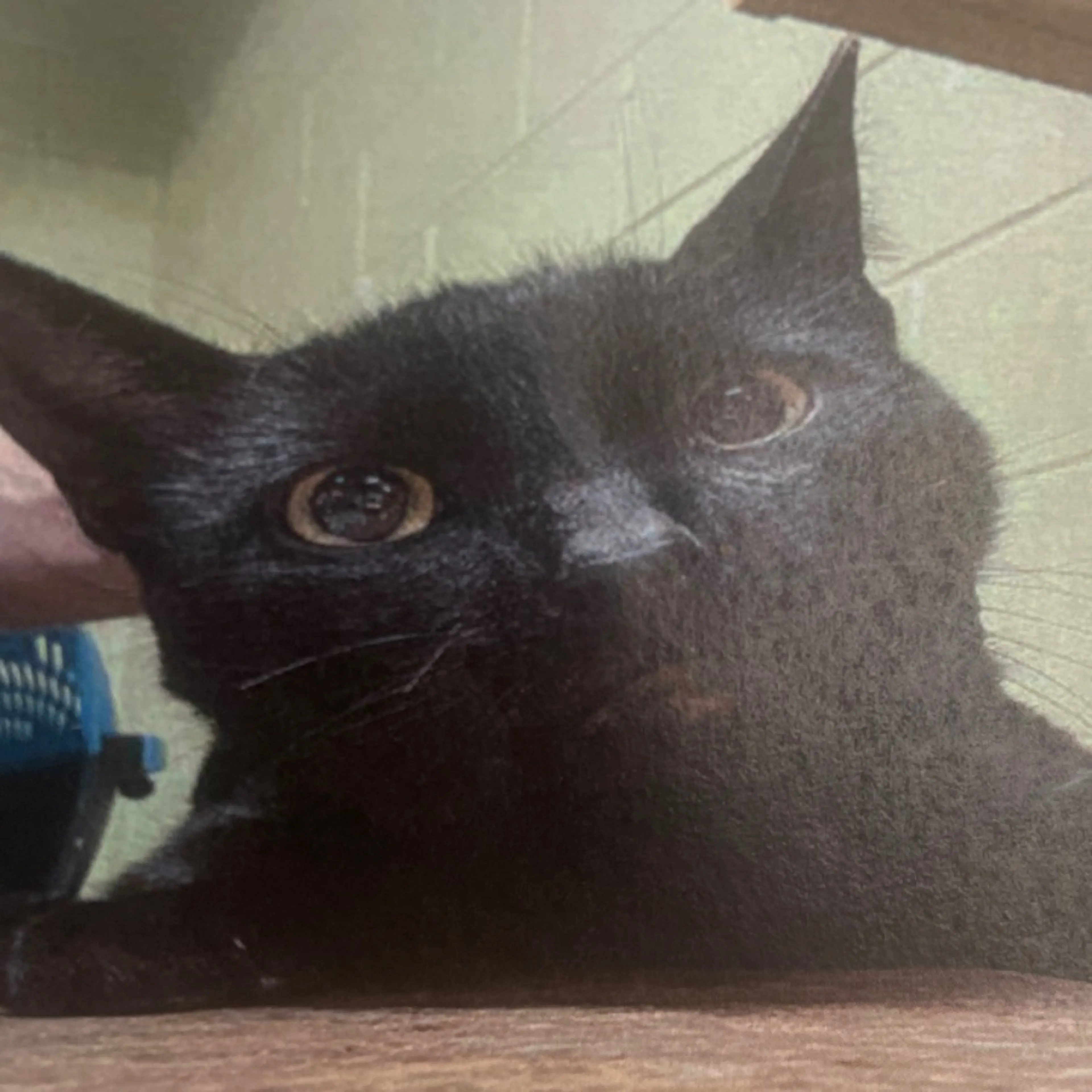 Lost pet