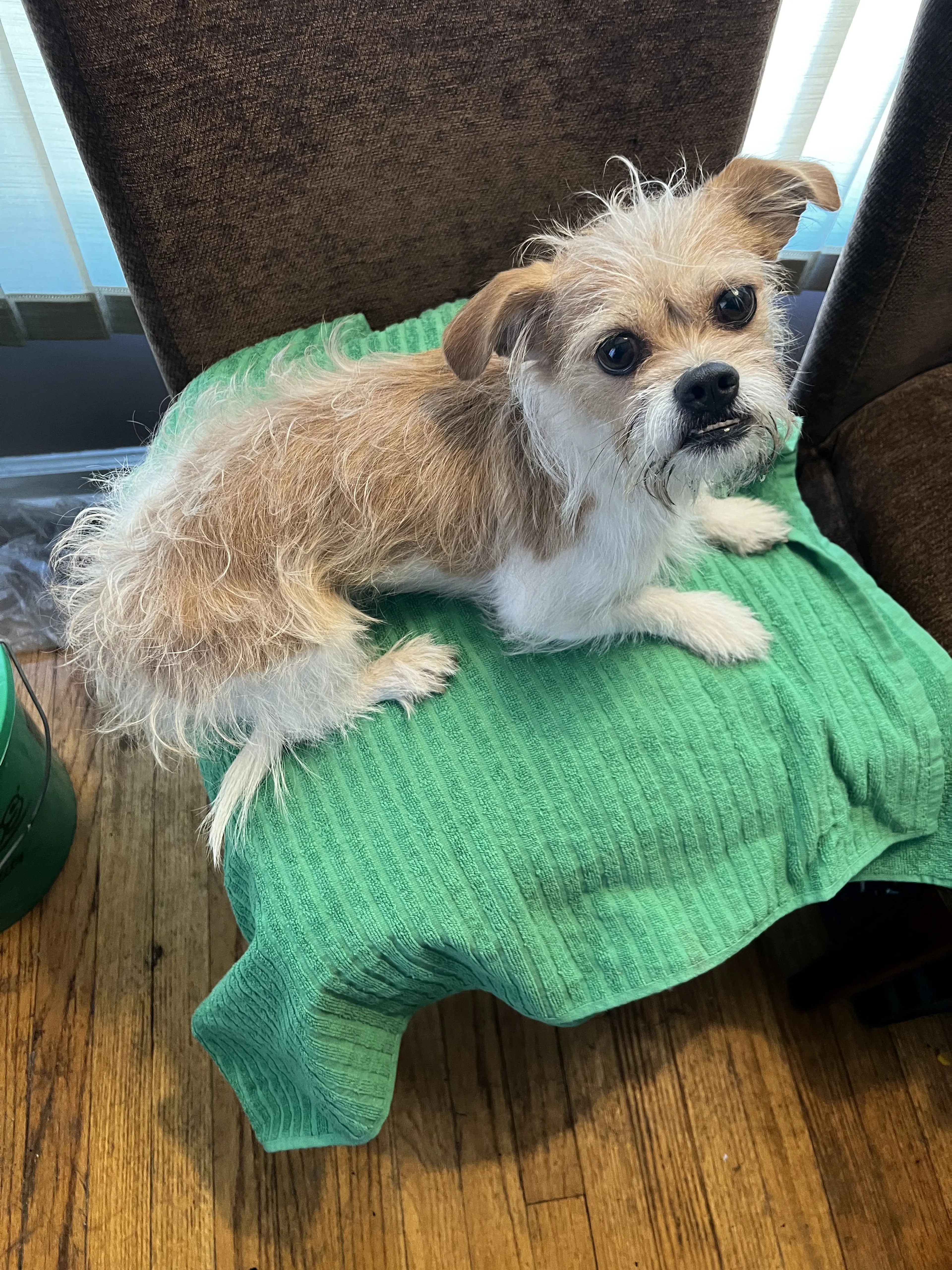 Lost pet-1