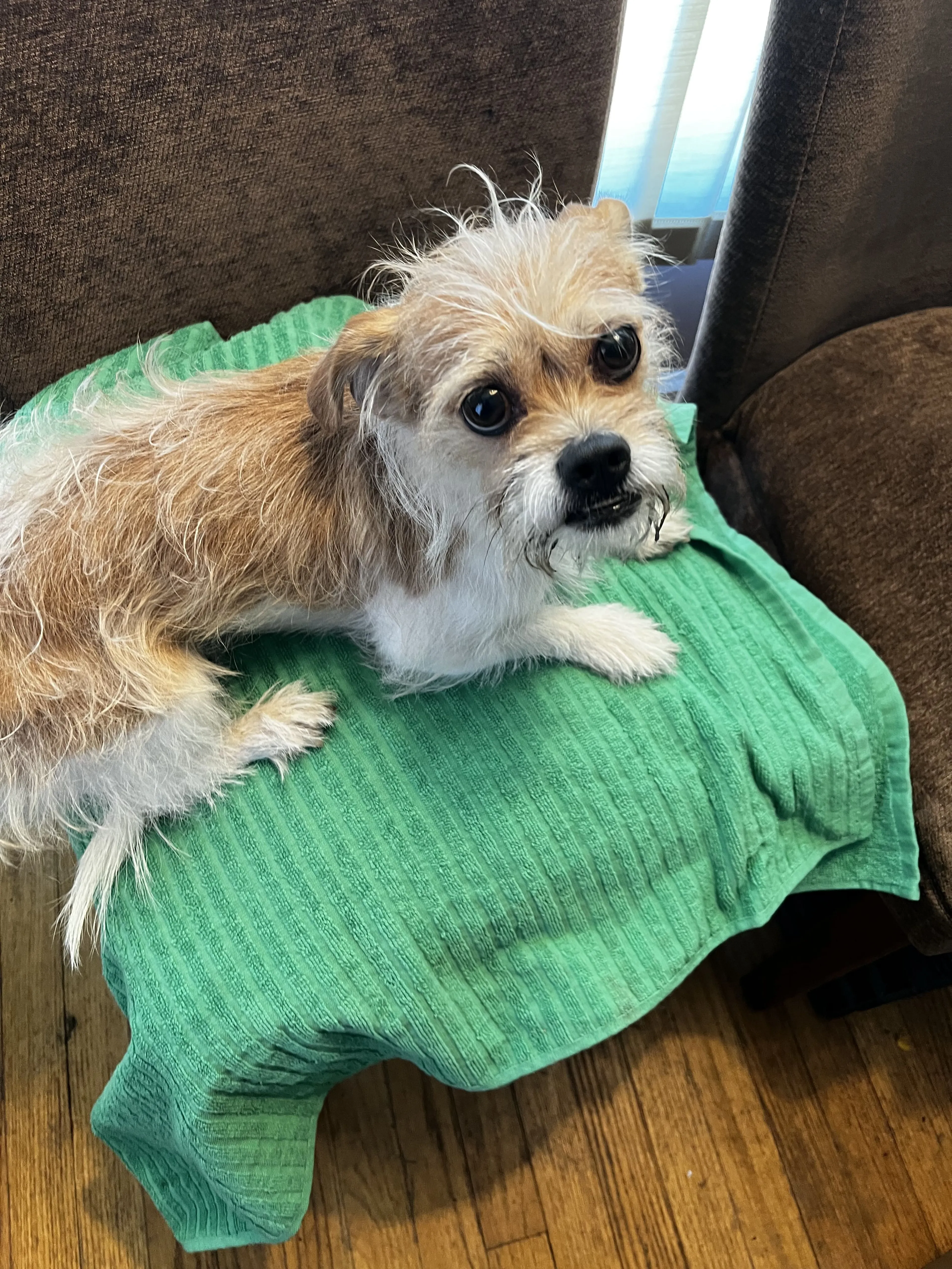 Lost pet-2