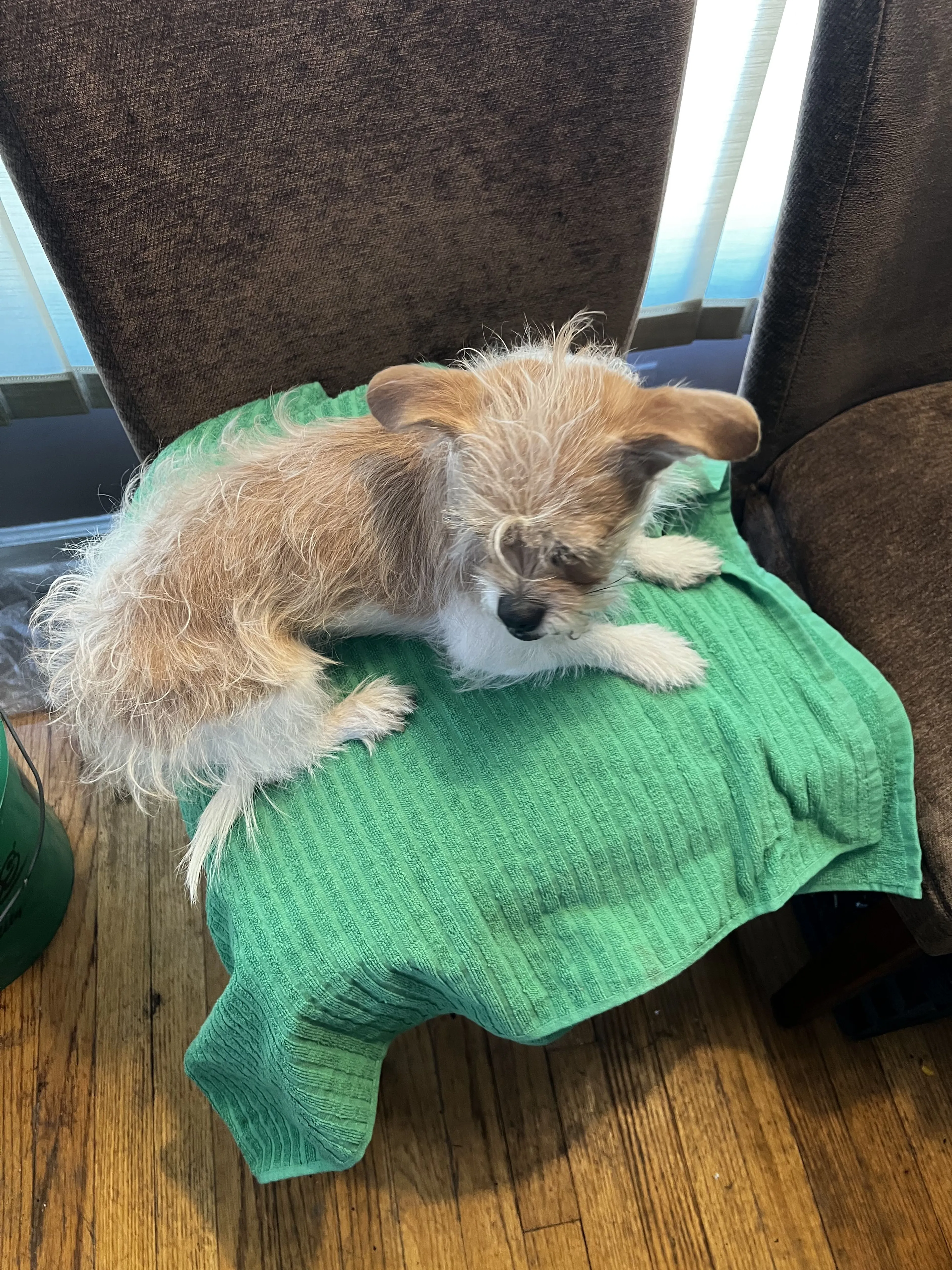 Lost pet-3