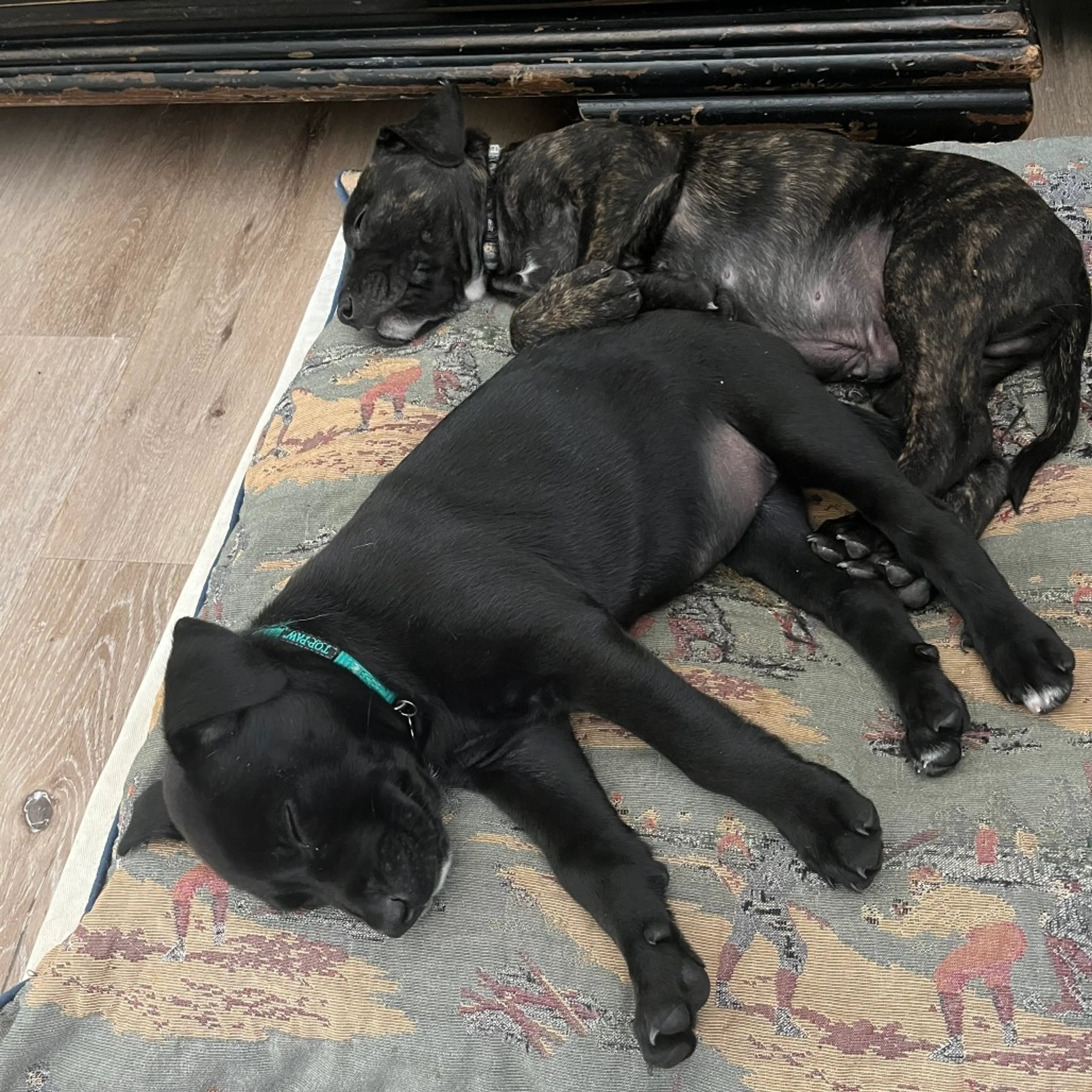 Found pet-6