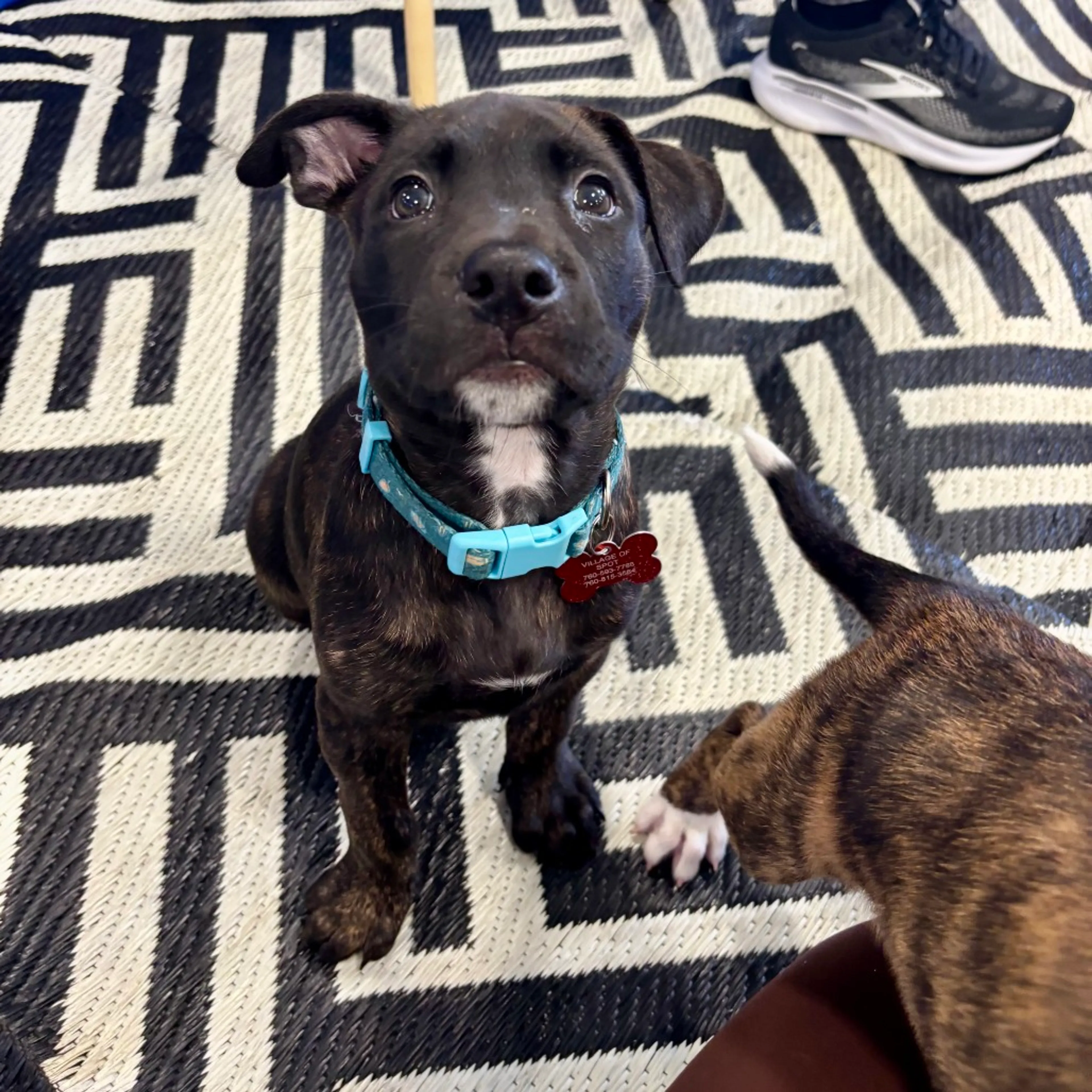 Found pet-8