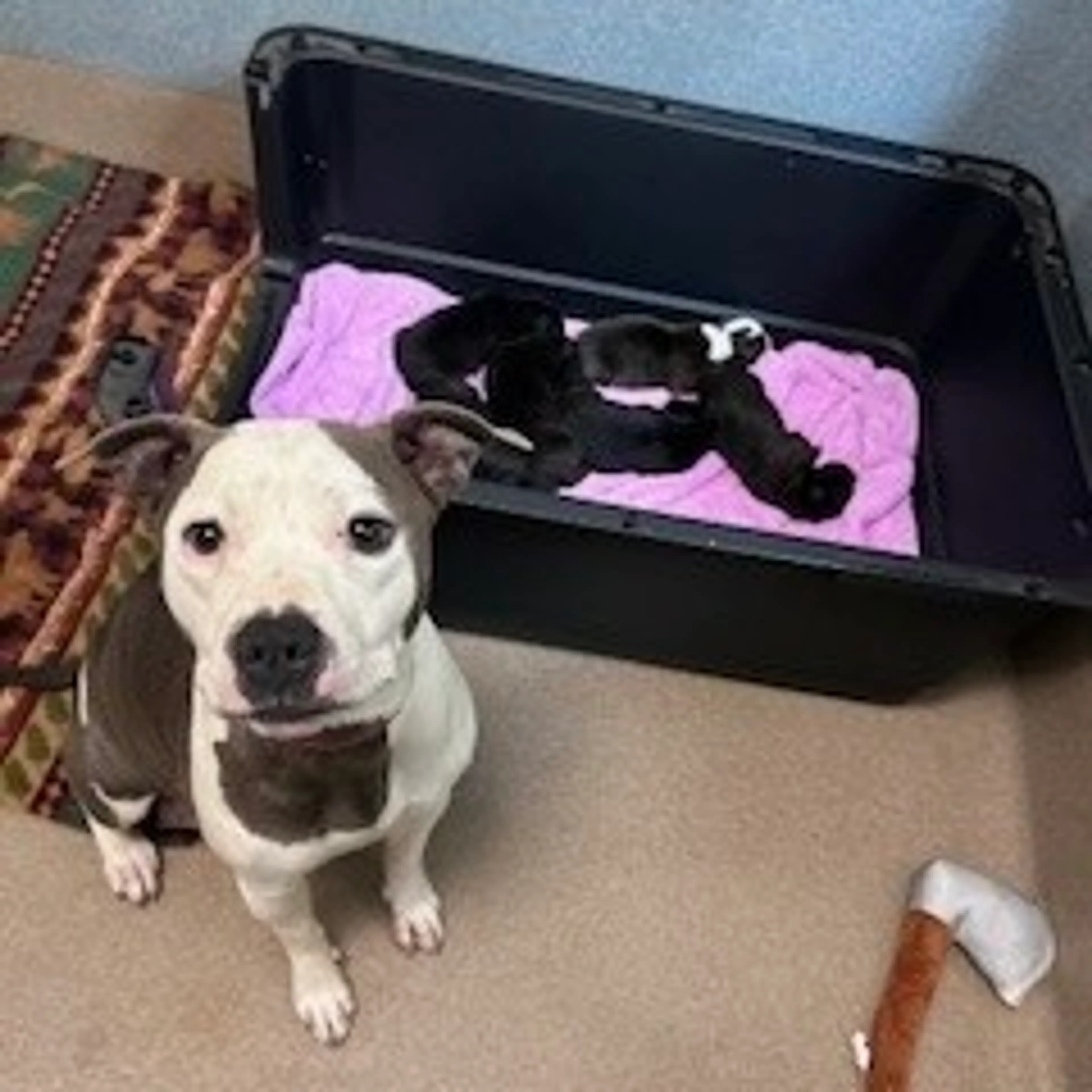 Found pet-1