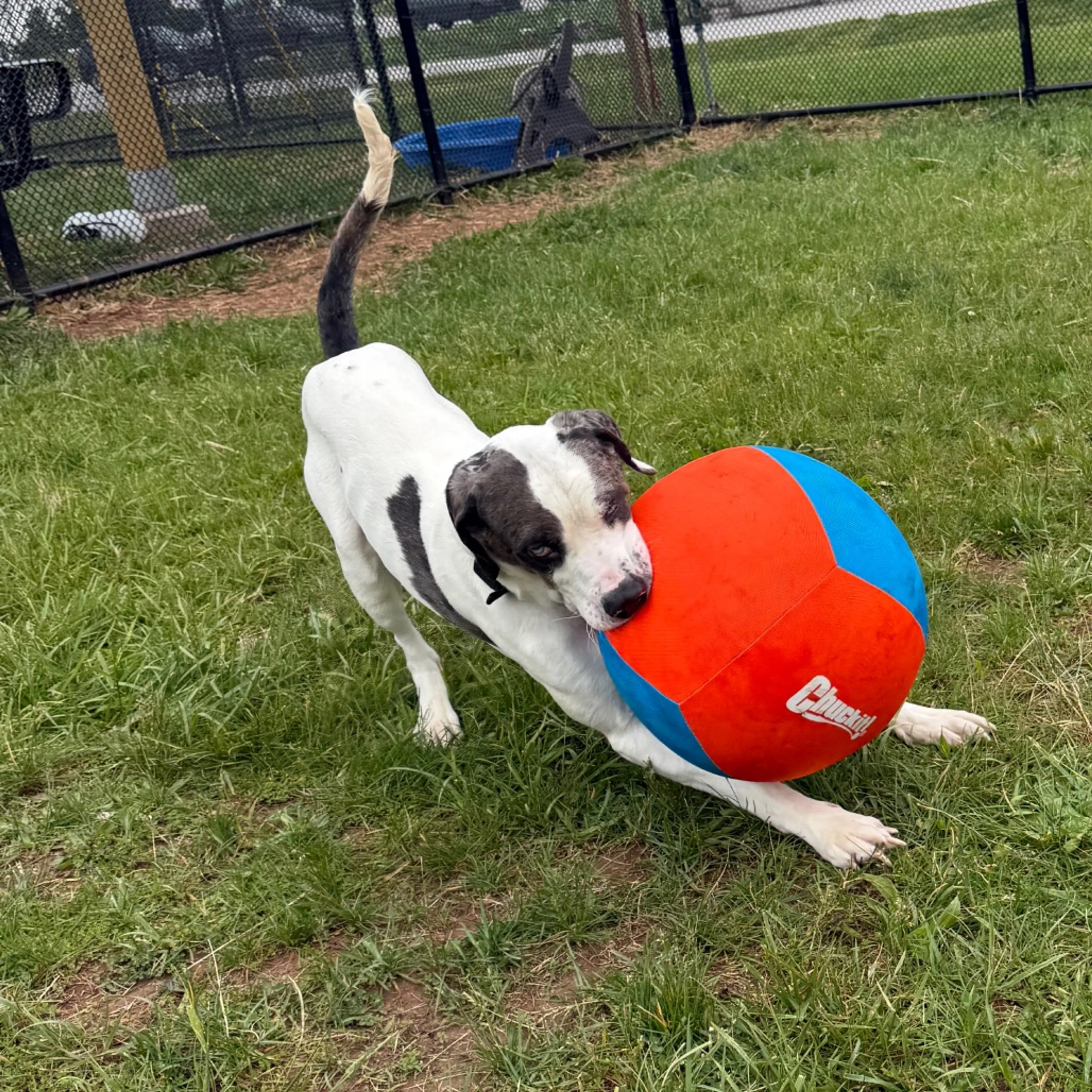 Found pet-1