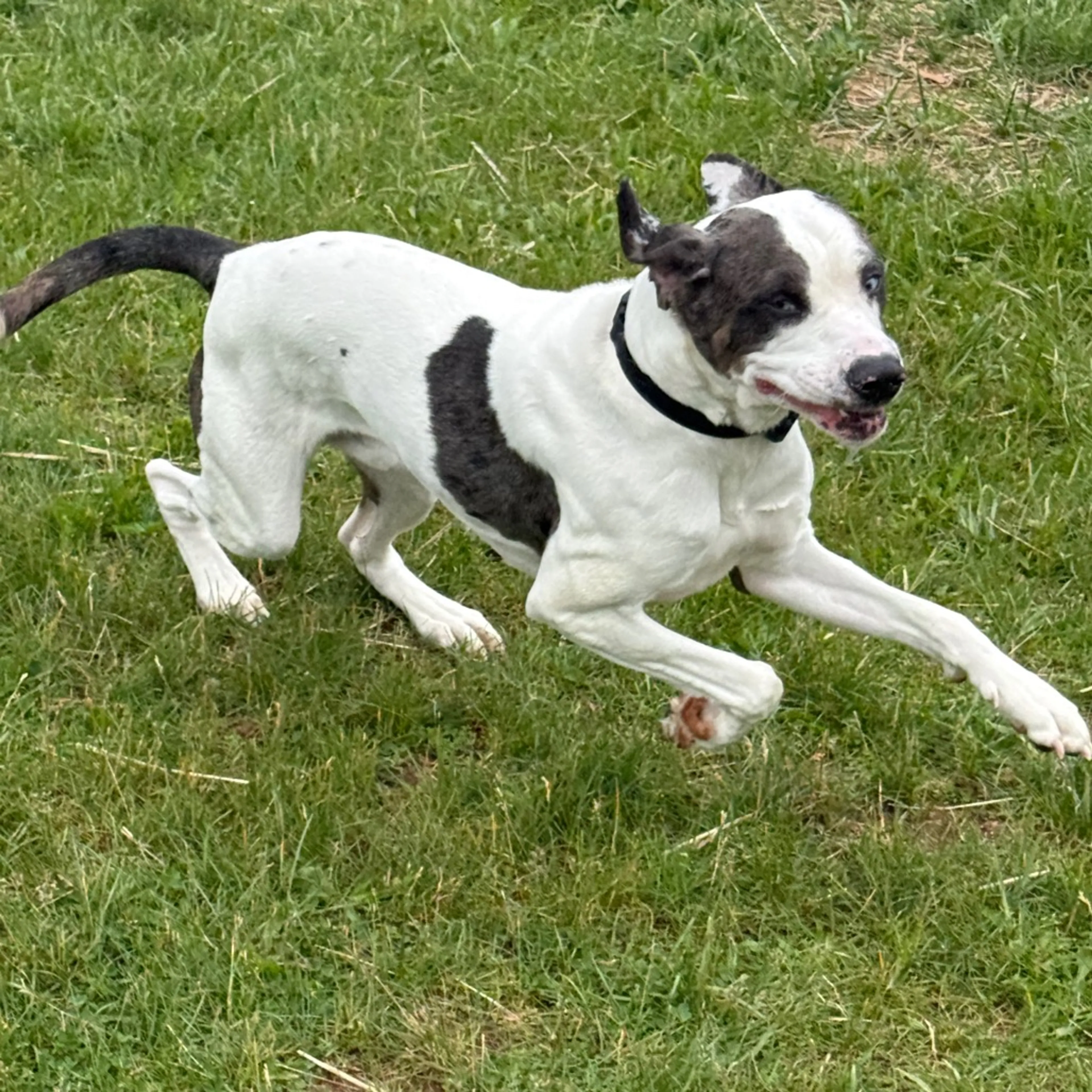 Found pet-5