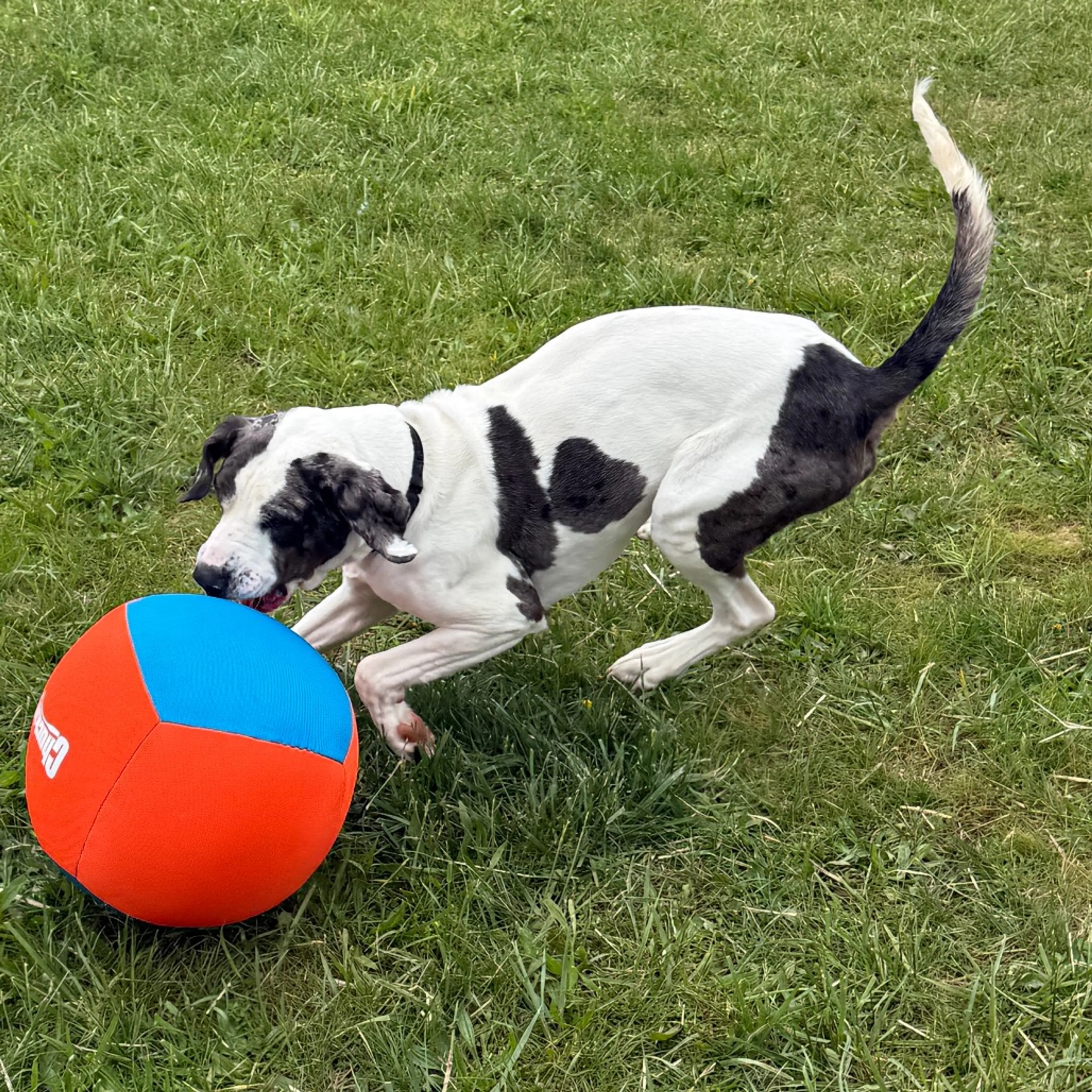 Found pet-6