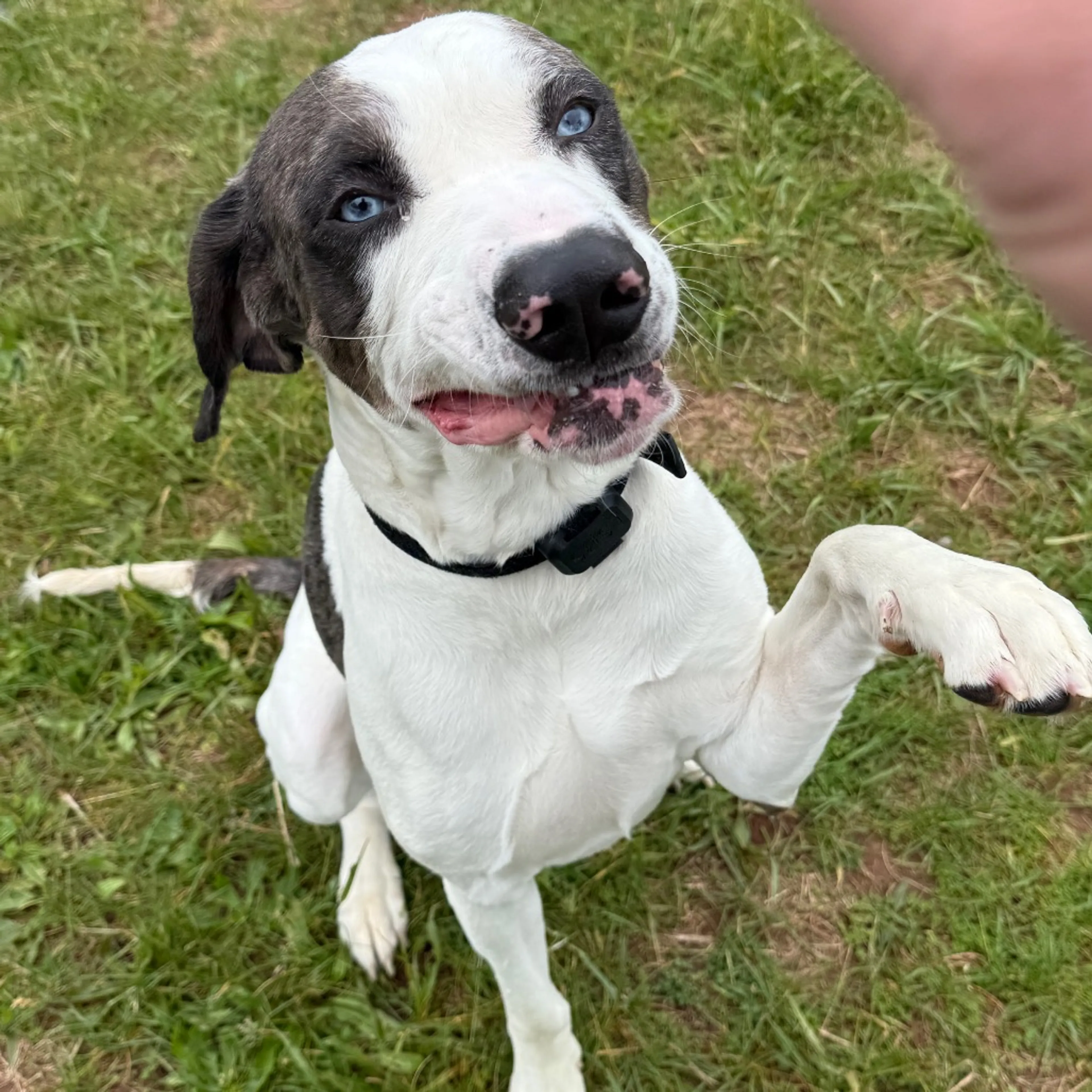 Found pet-3