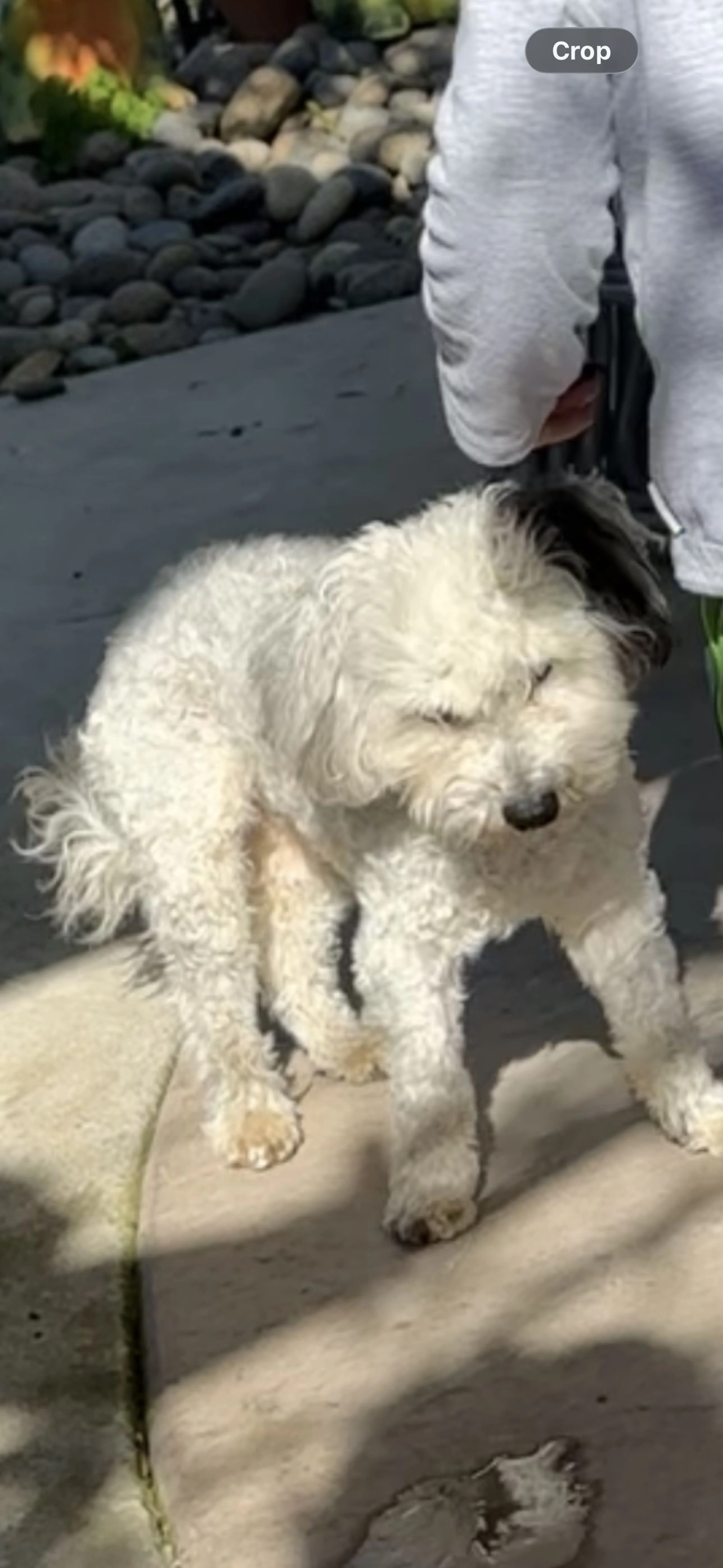 Lost pet-1