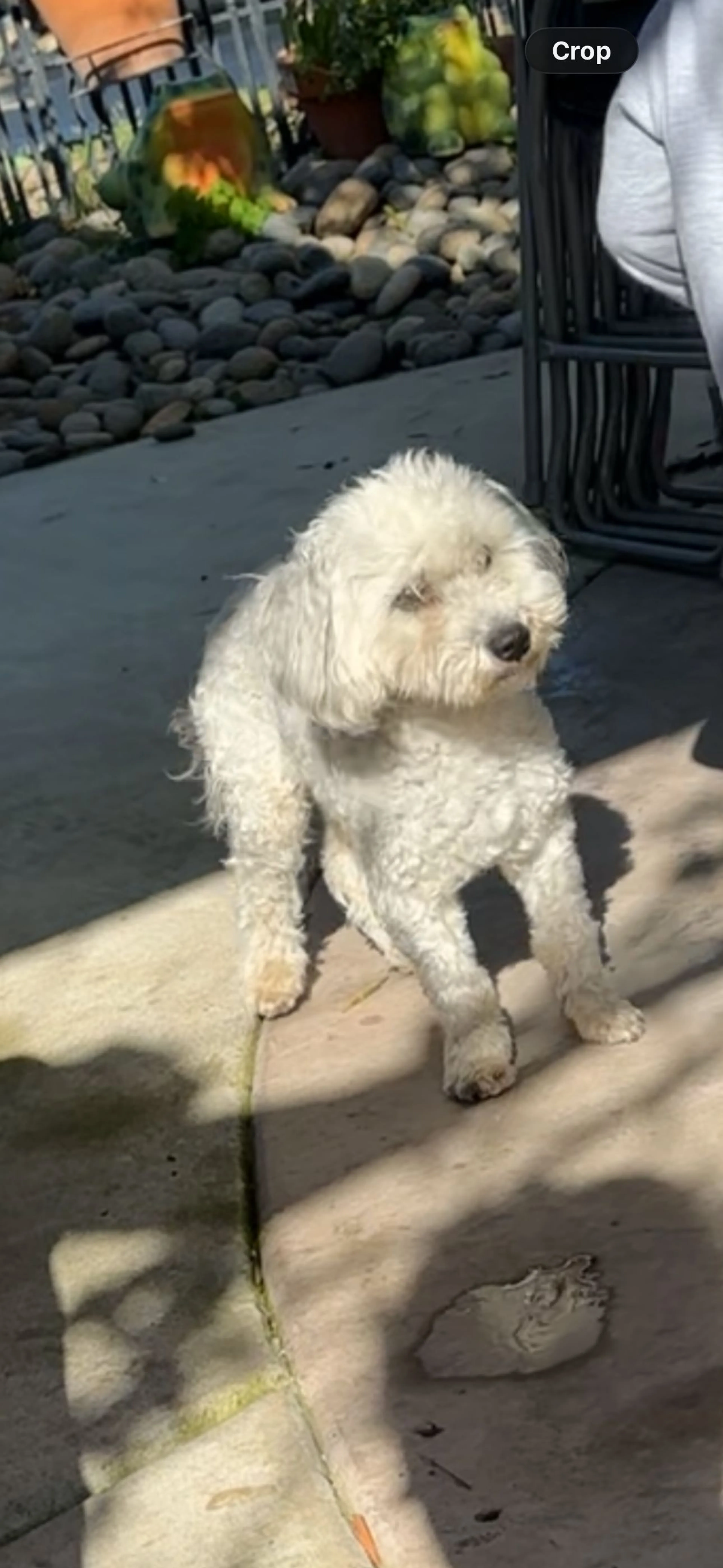 Lost pet-2