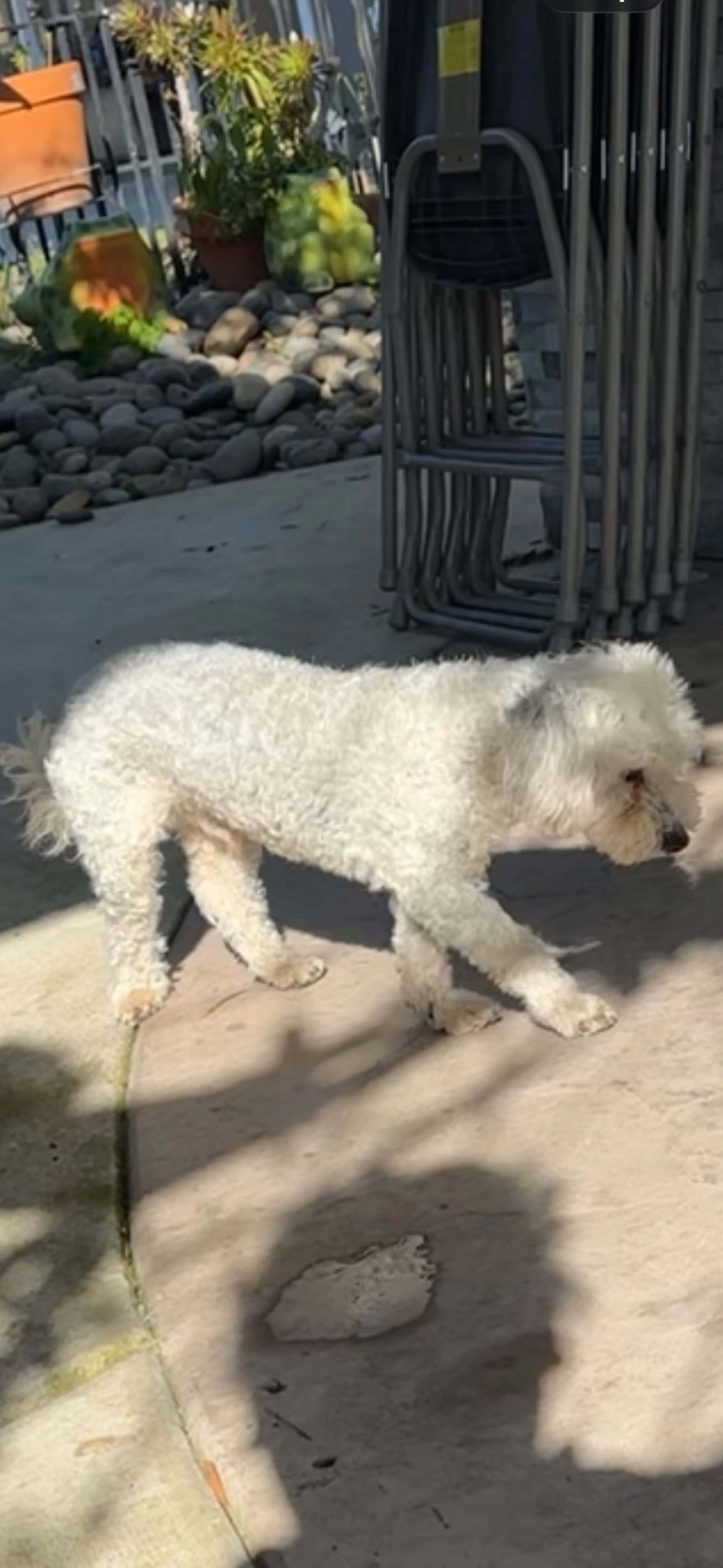 Lost pet-3