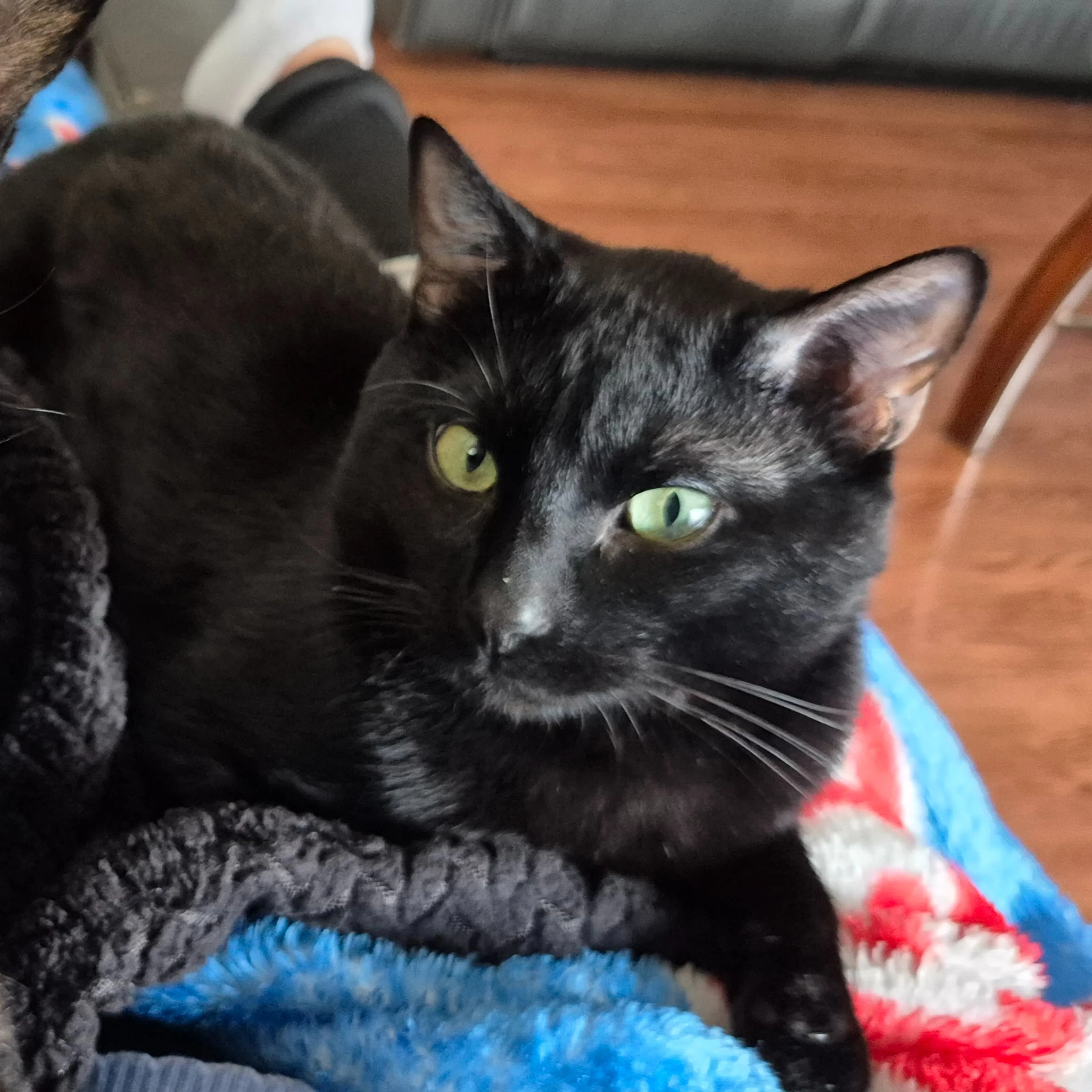 Lost pet-1
