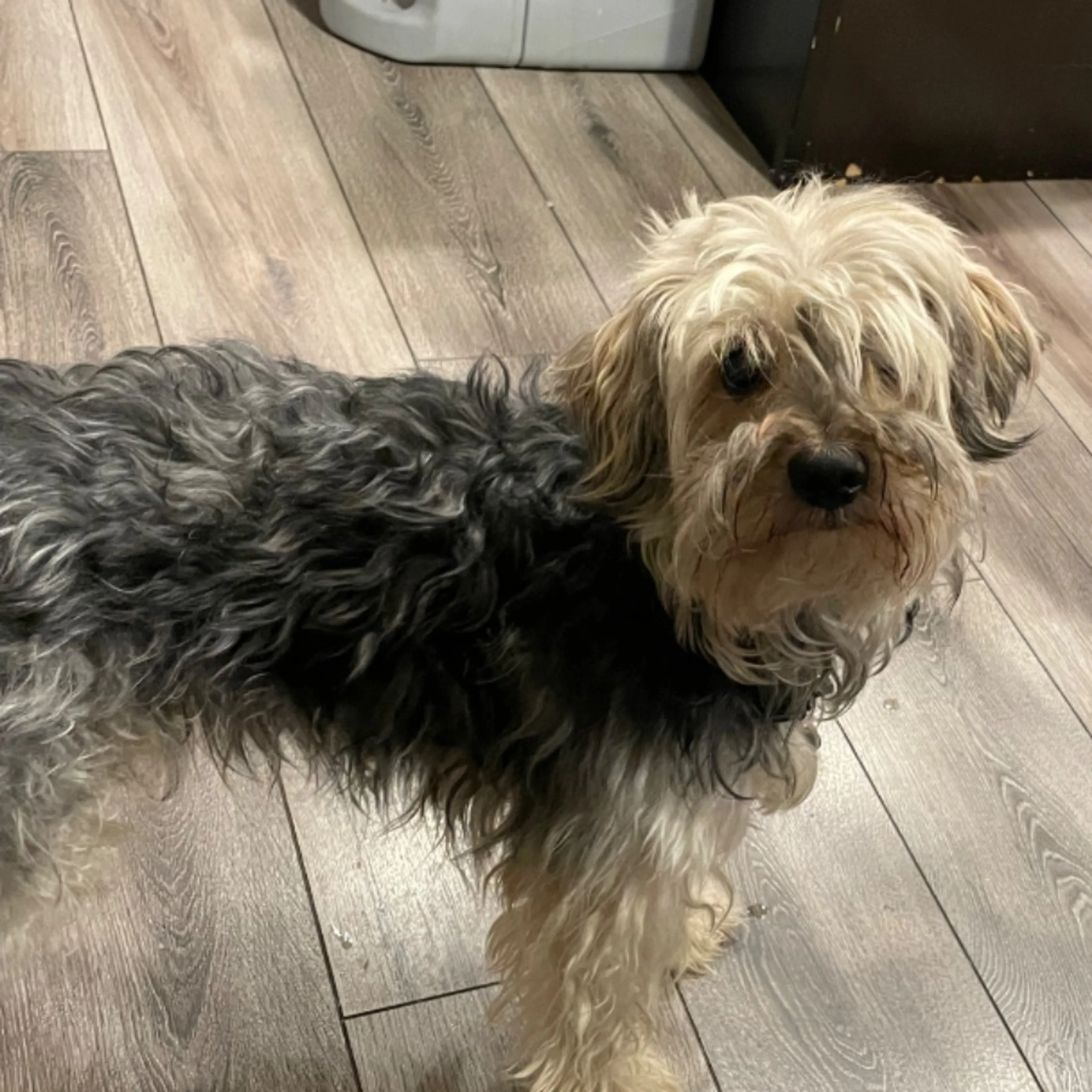 Lost pet