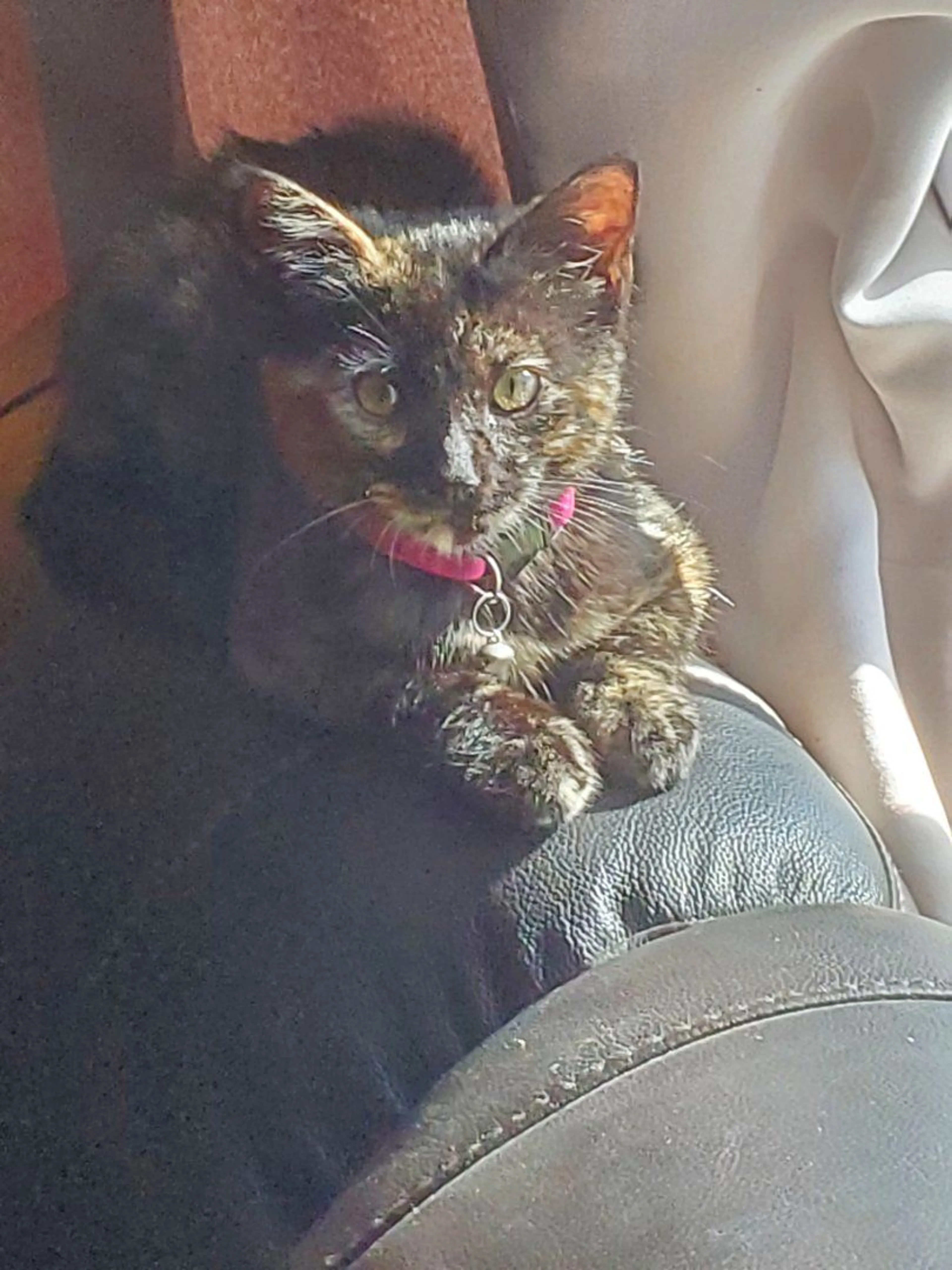 Lost pet