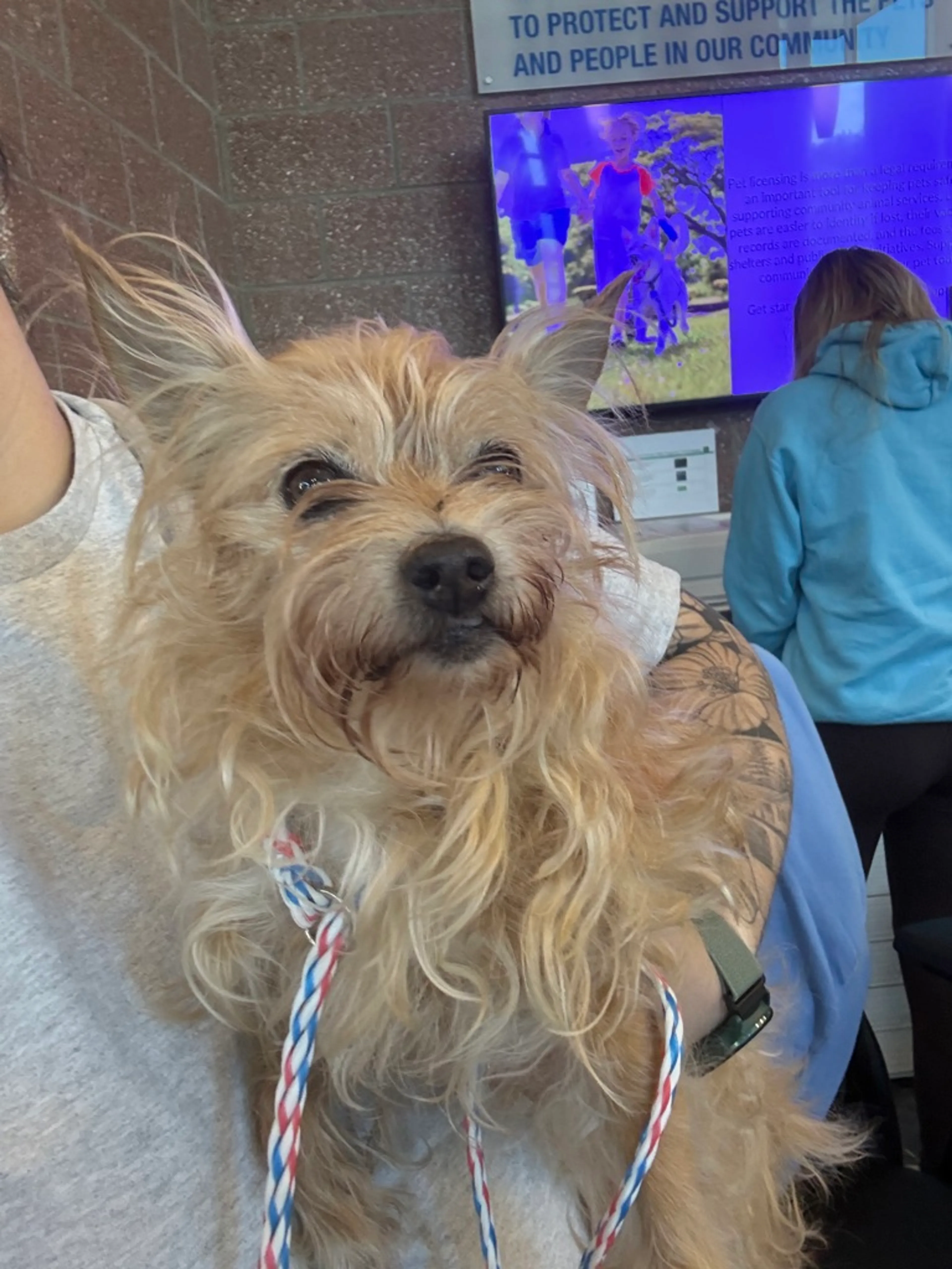 Found pet
