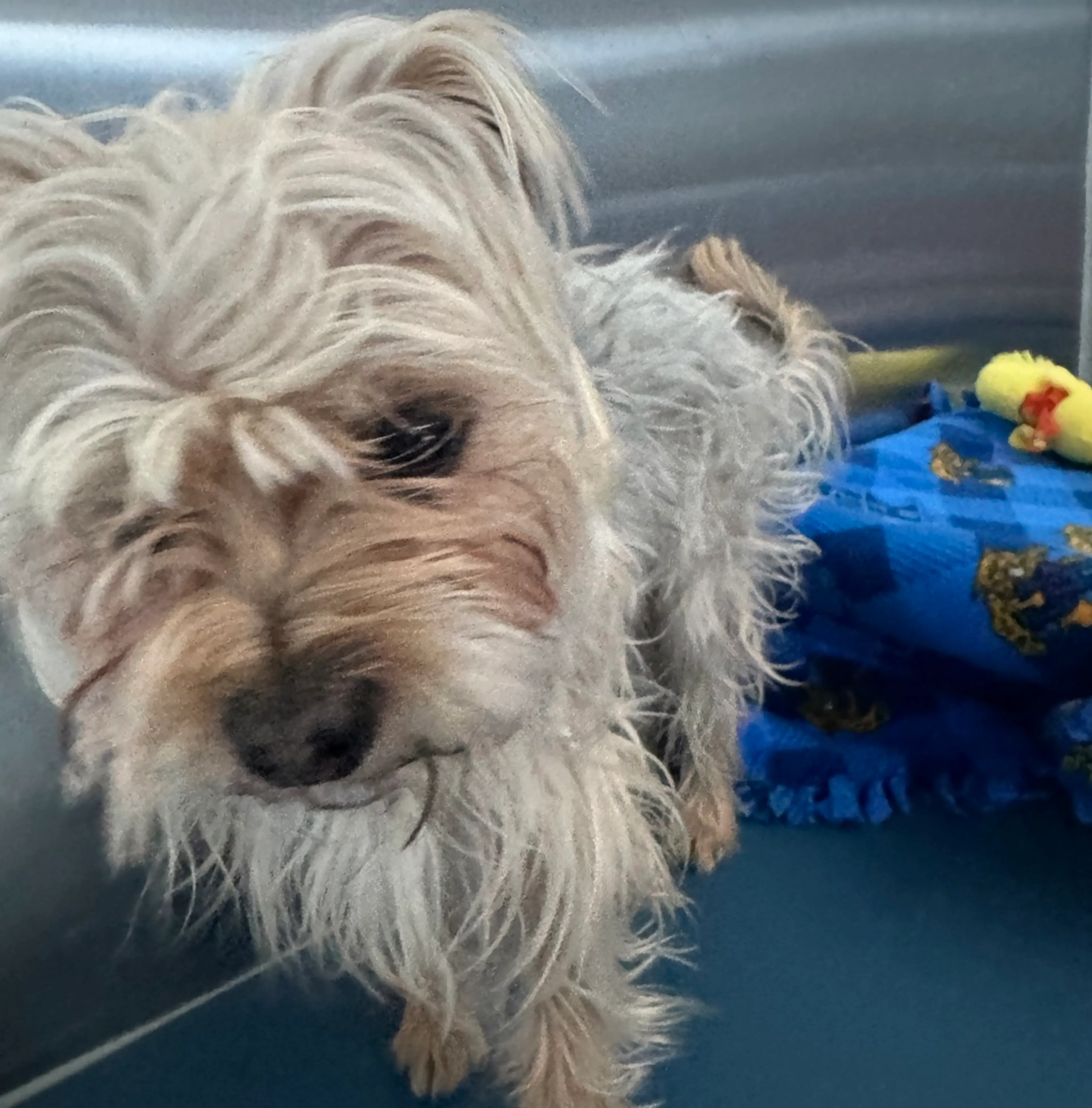 Found pet