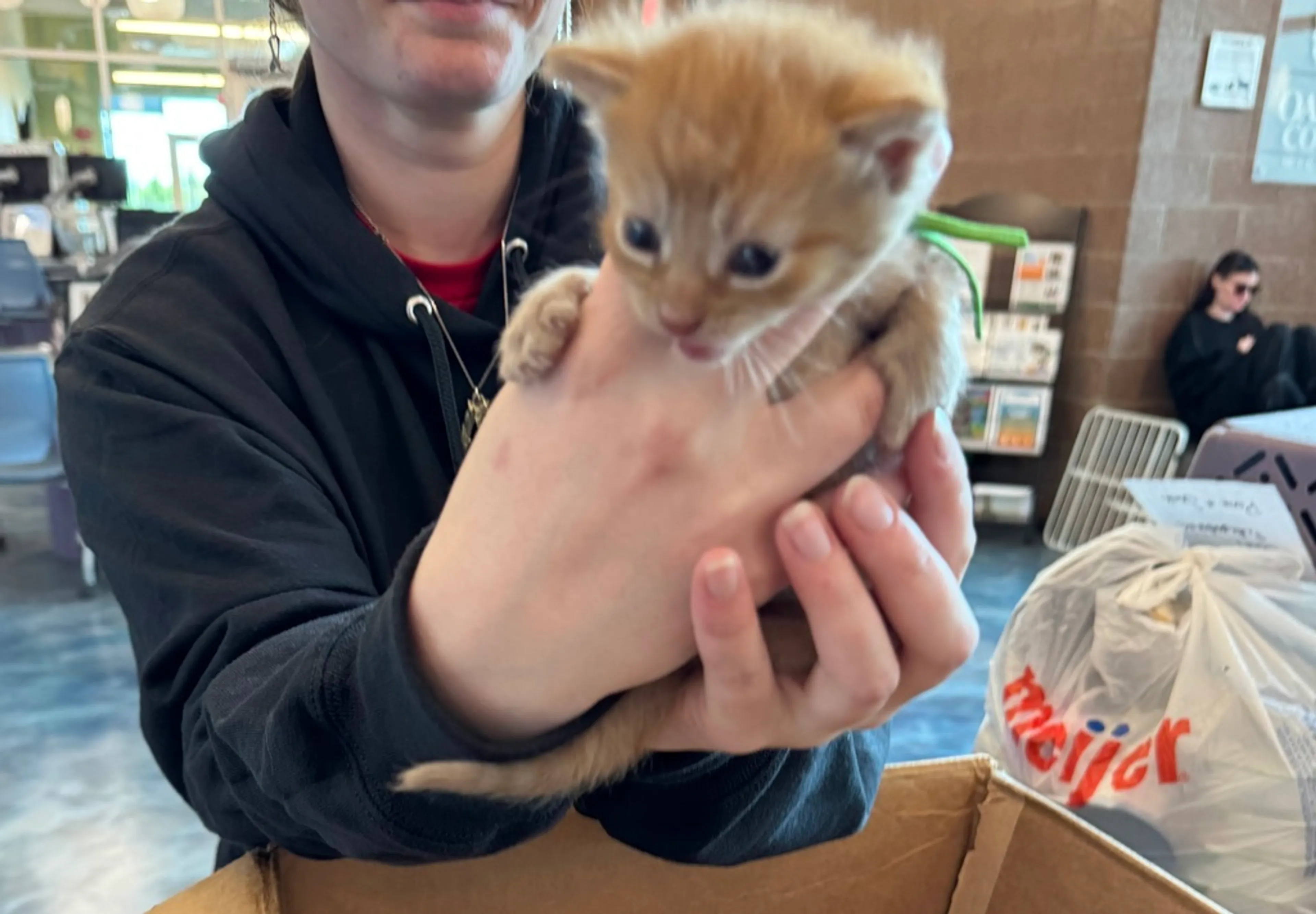 Found pet