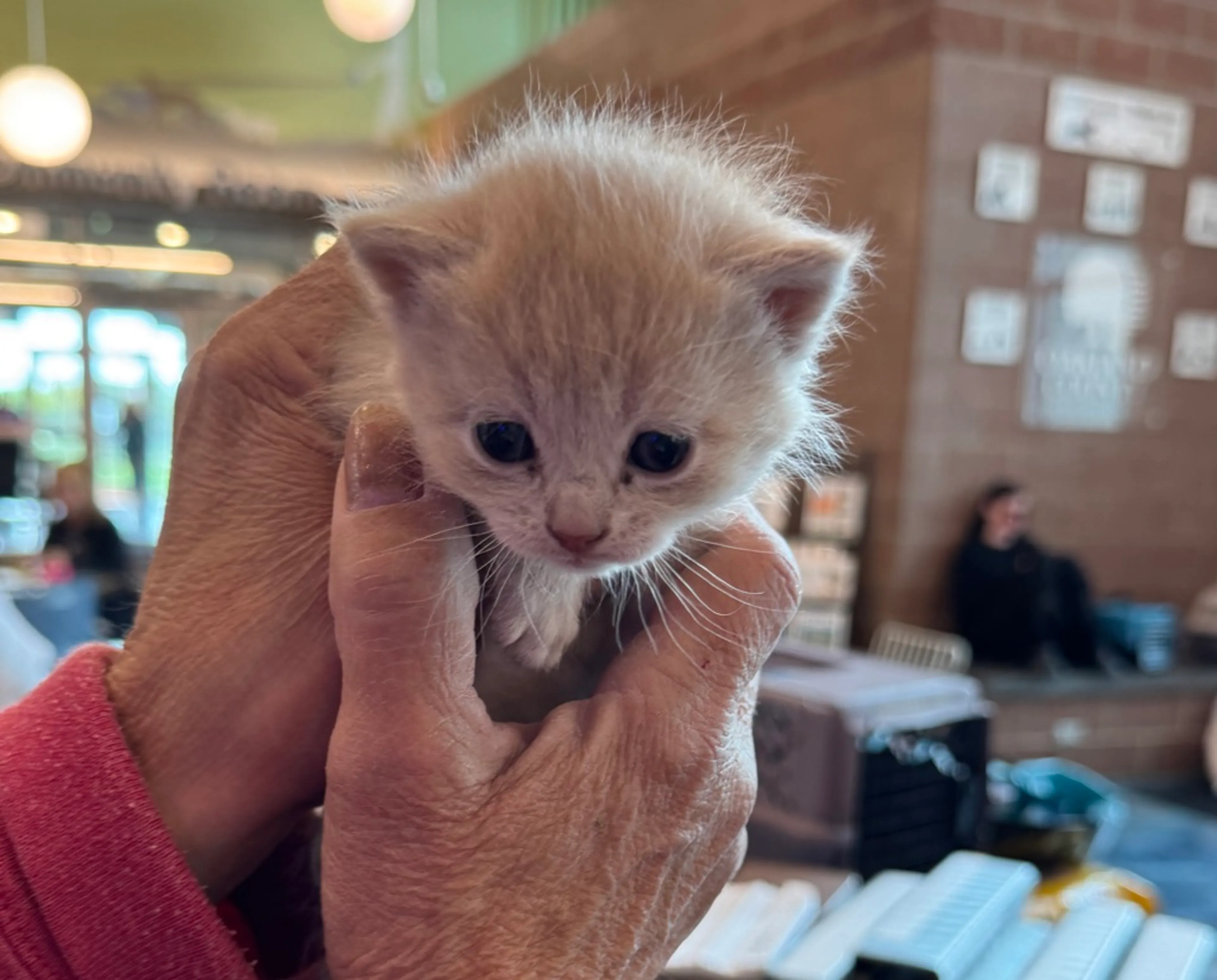 Found pet