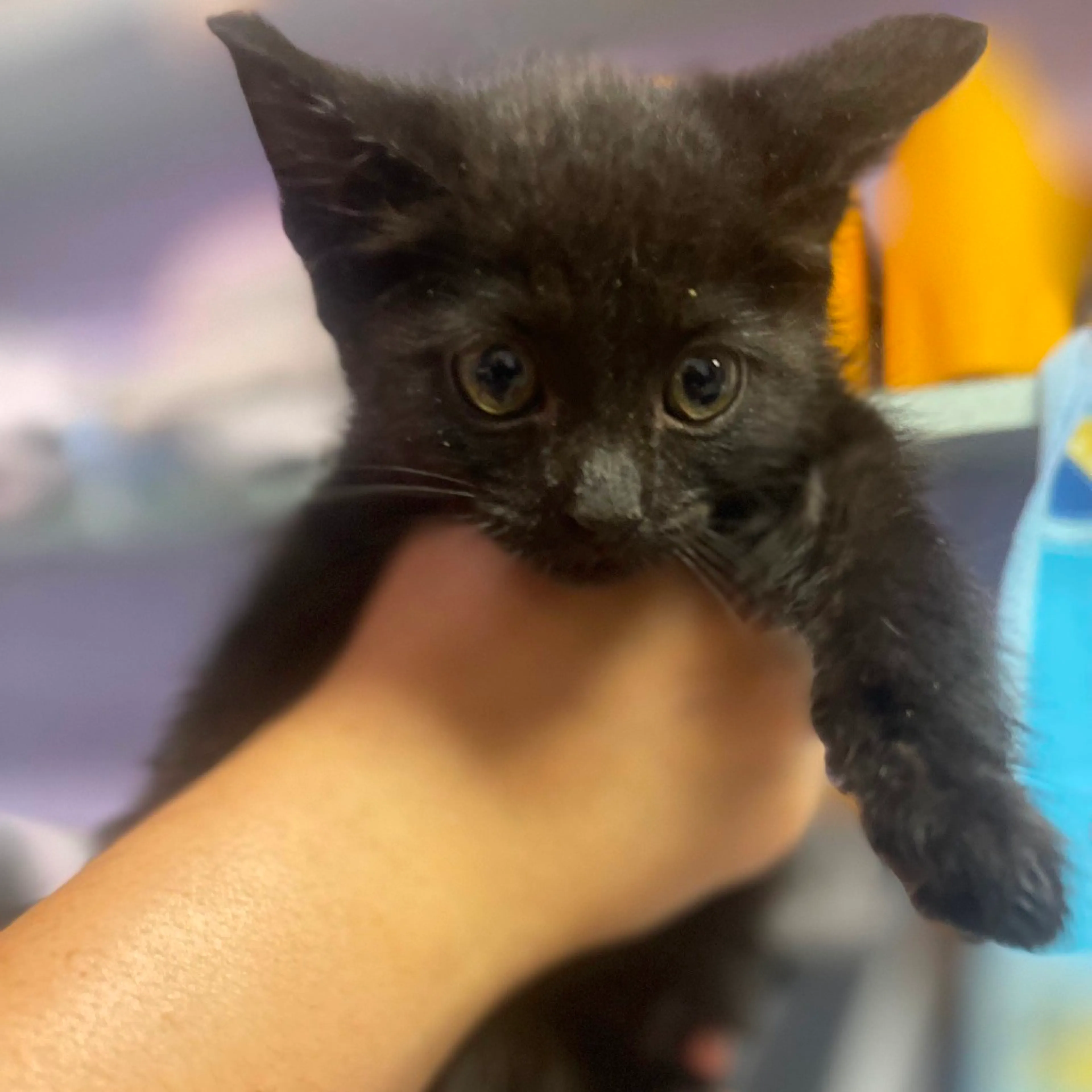 Found pet