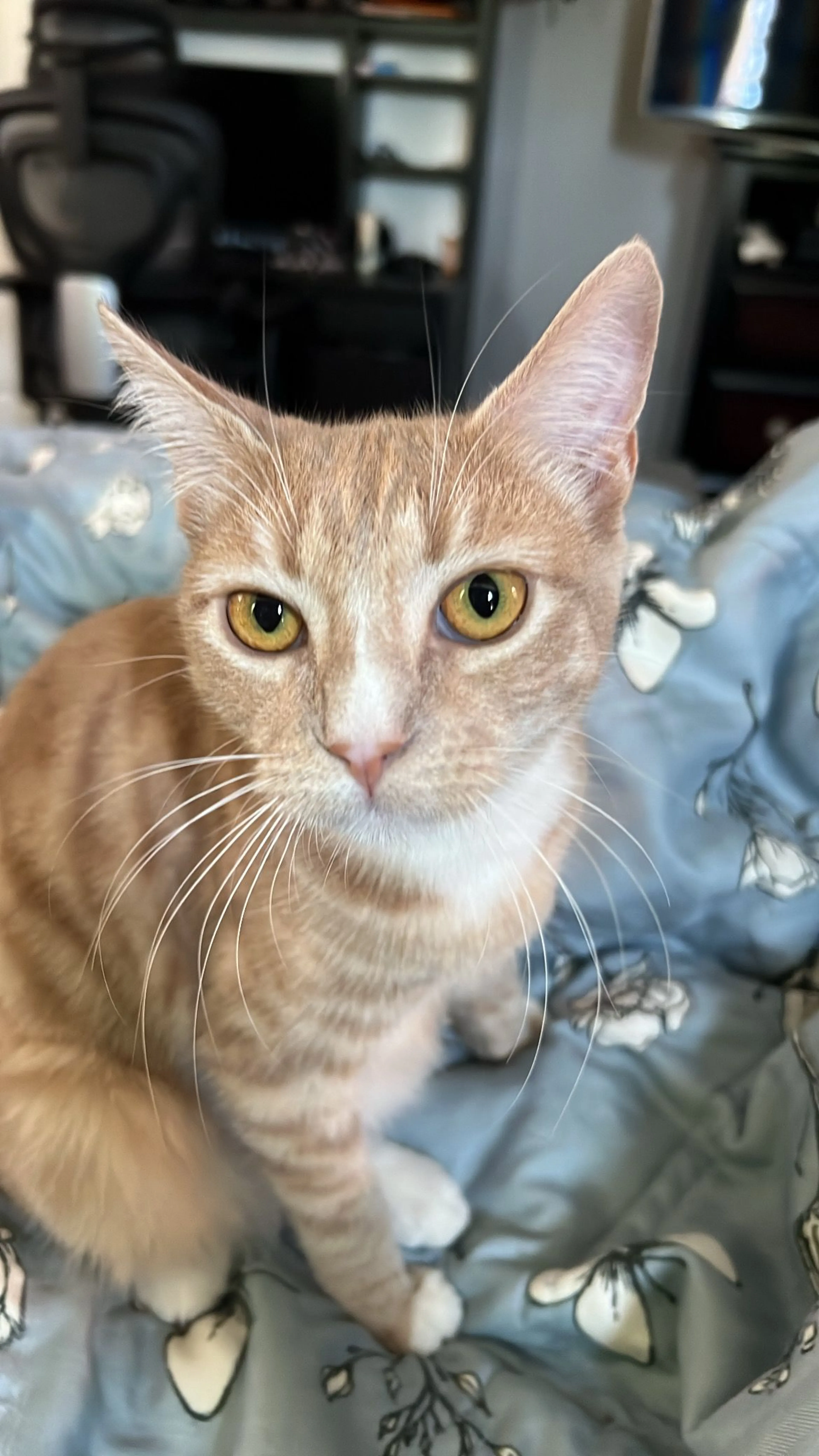 Lost pet-1