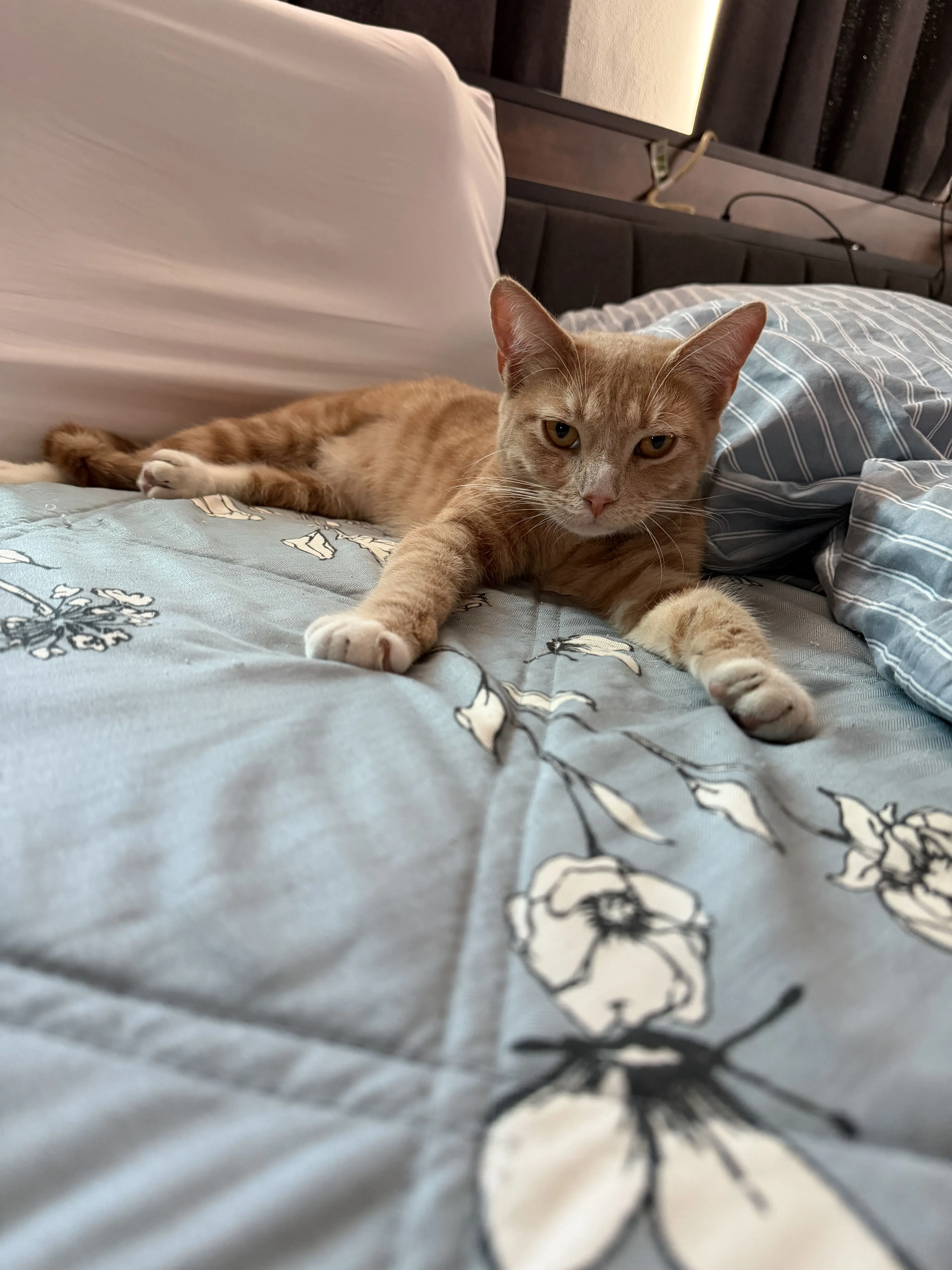 Lost pet-2