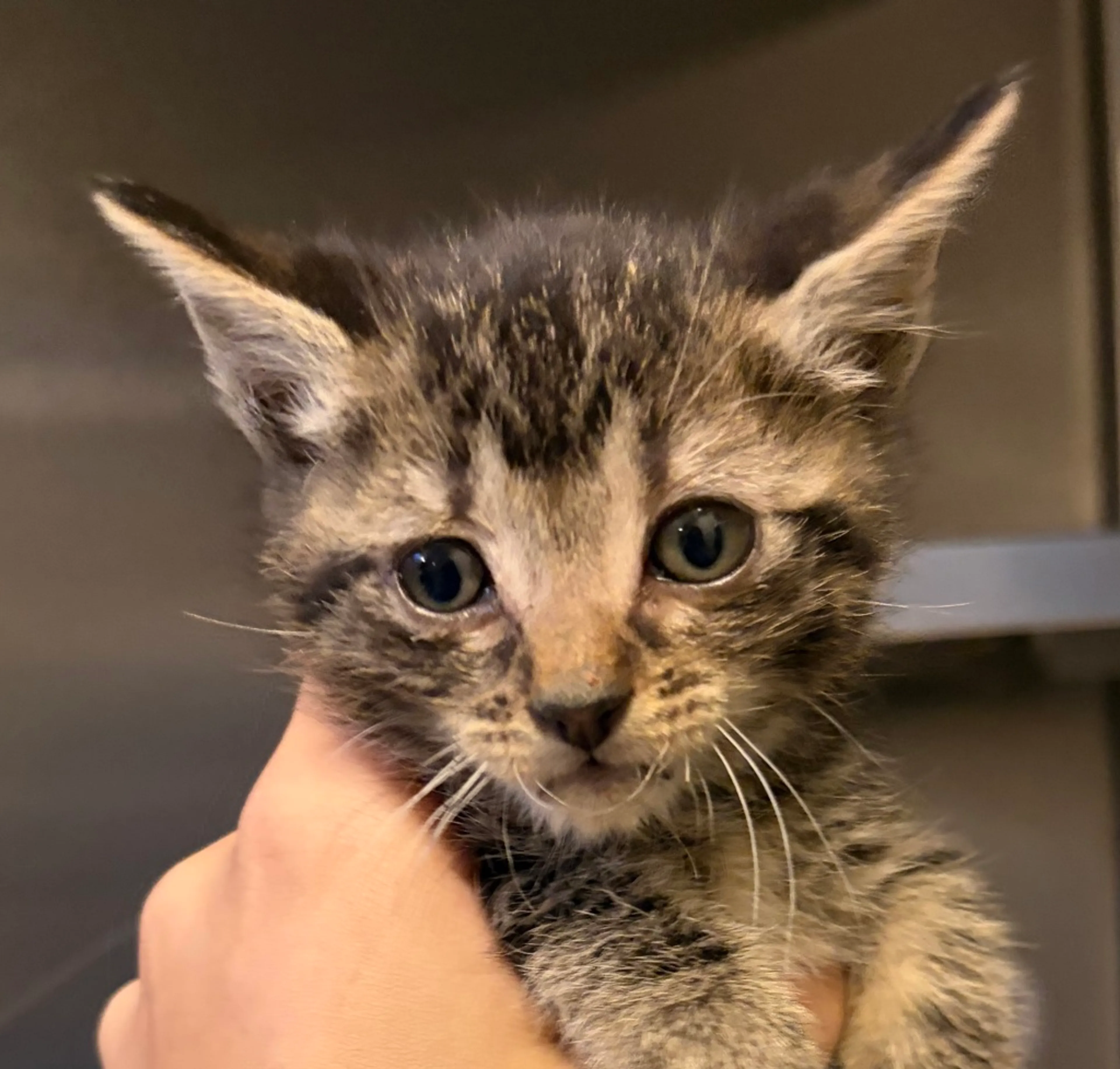 Found pet