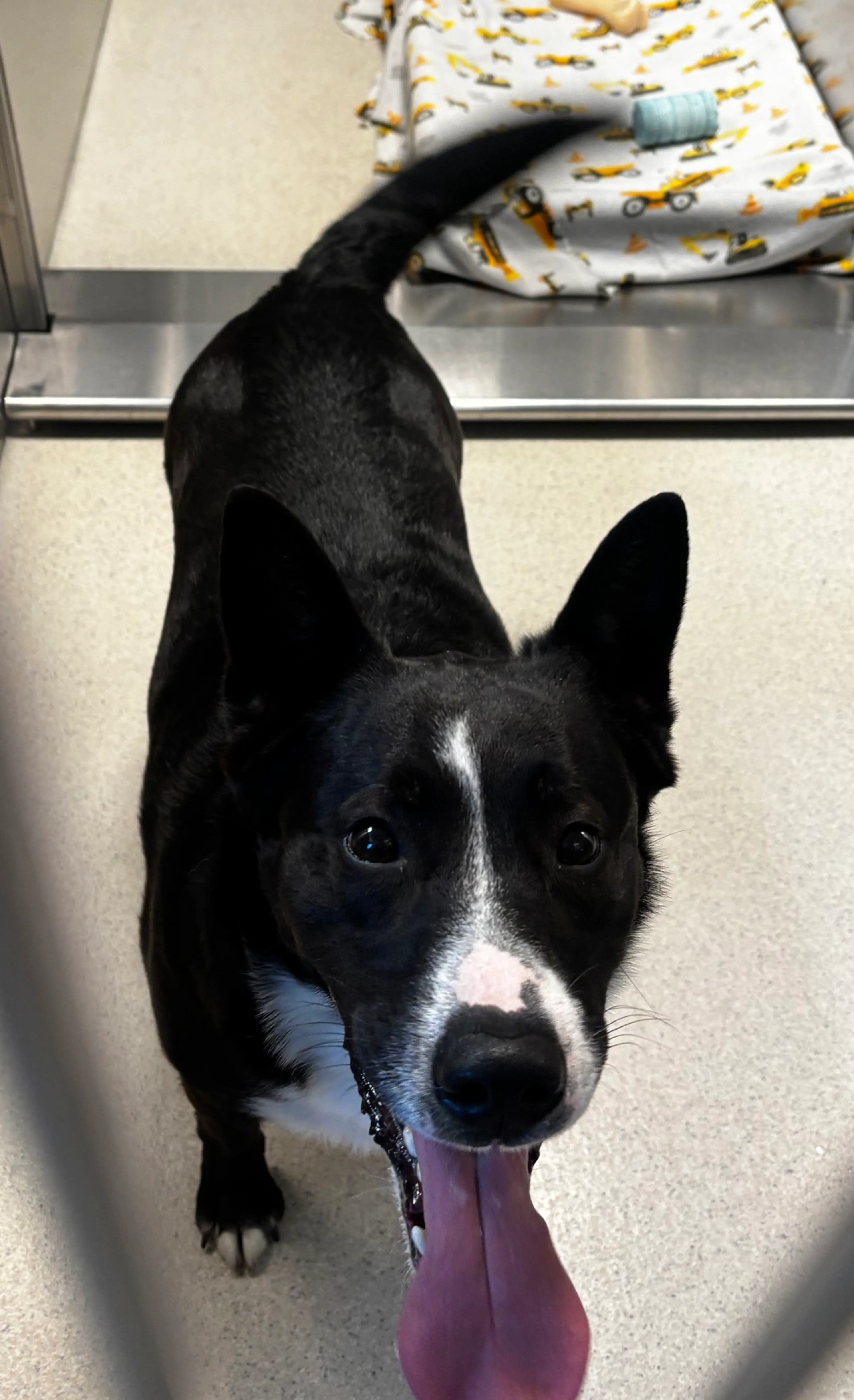 Found pet-1