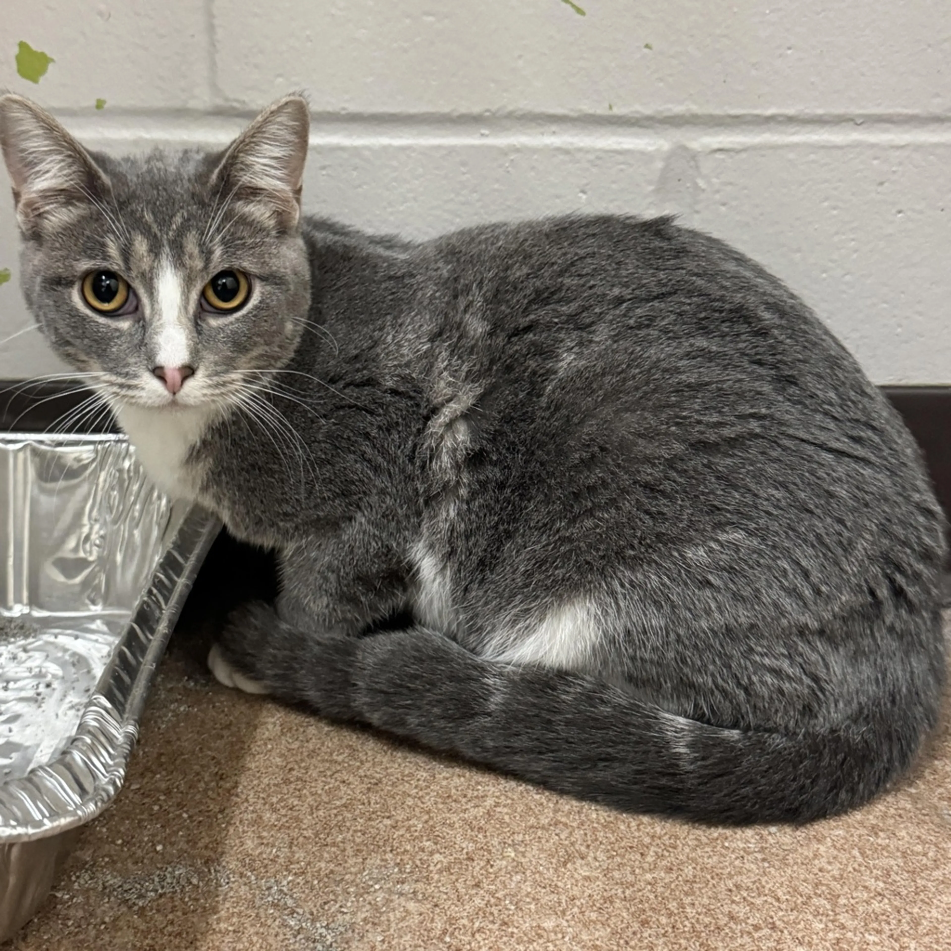 Found pet