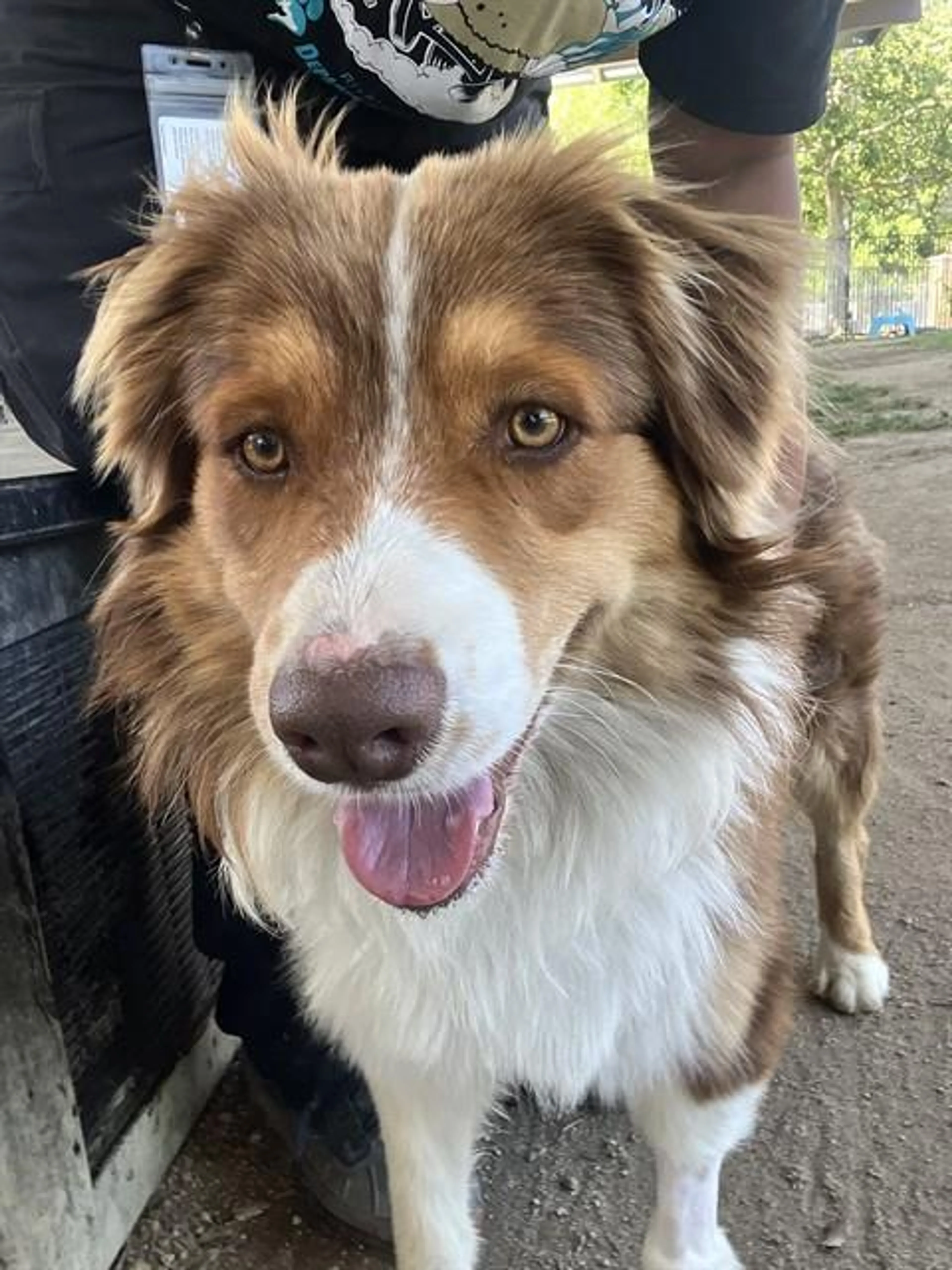 Found pet