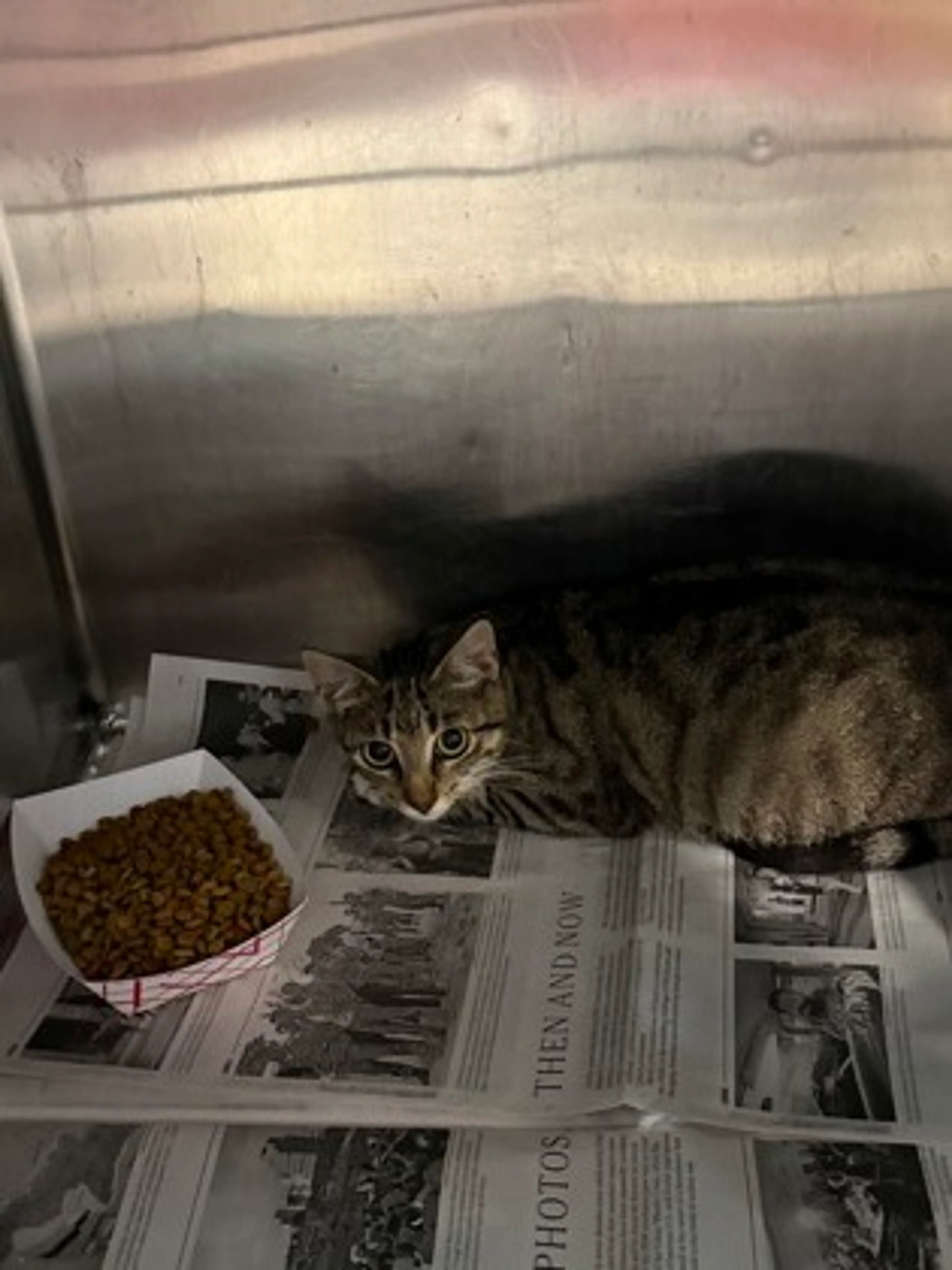 Found pet