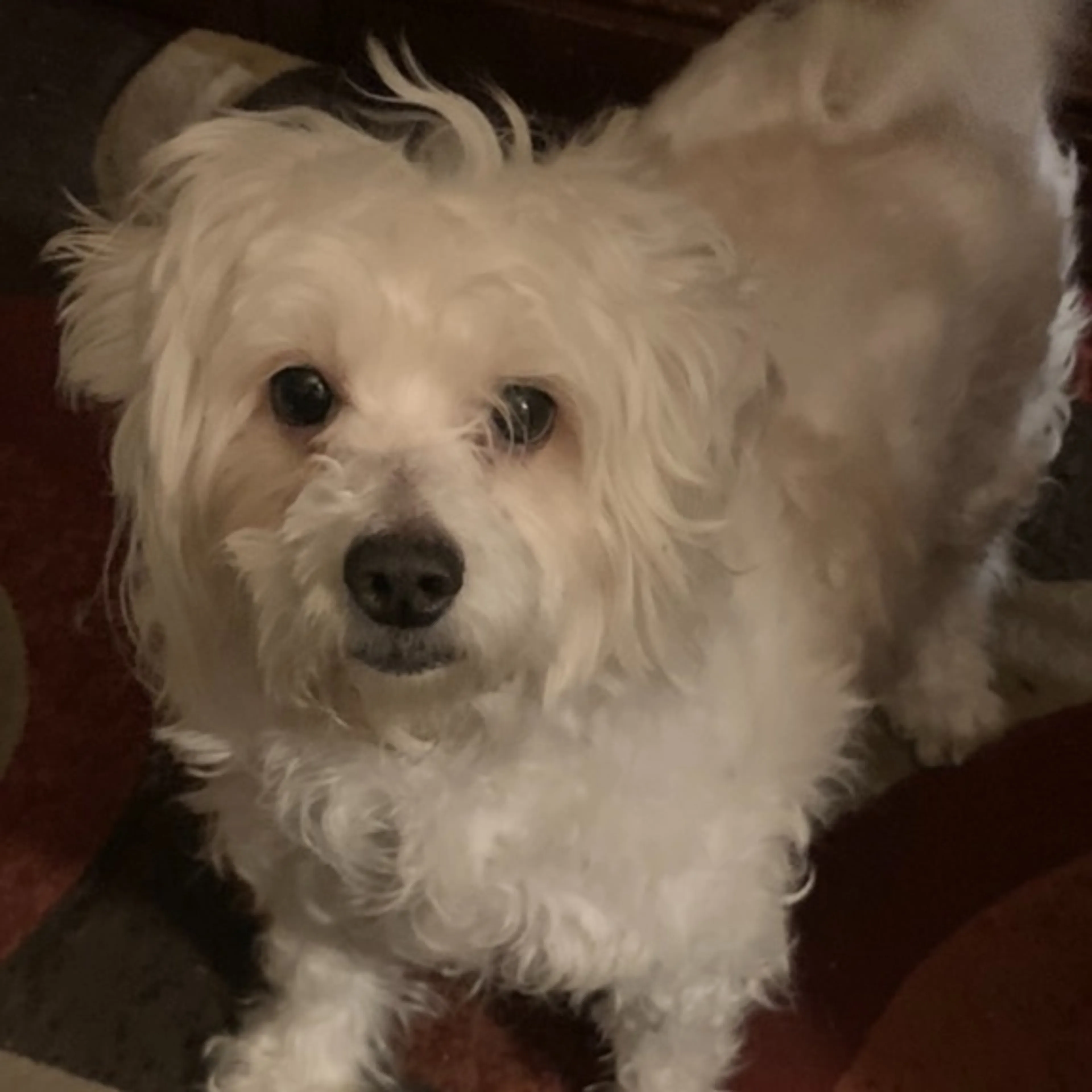 Lost pet-0