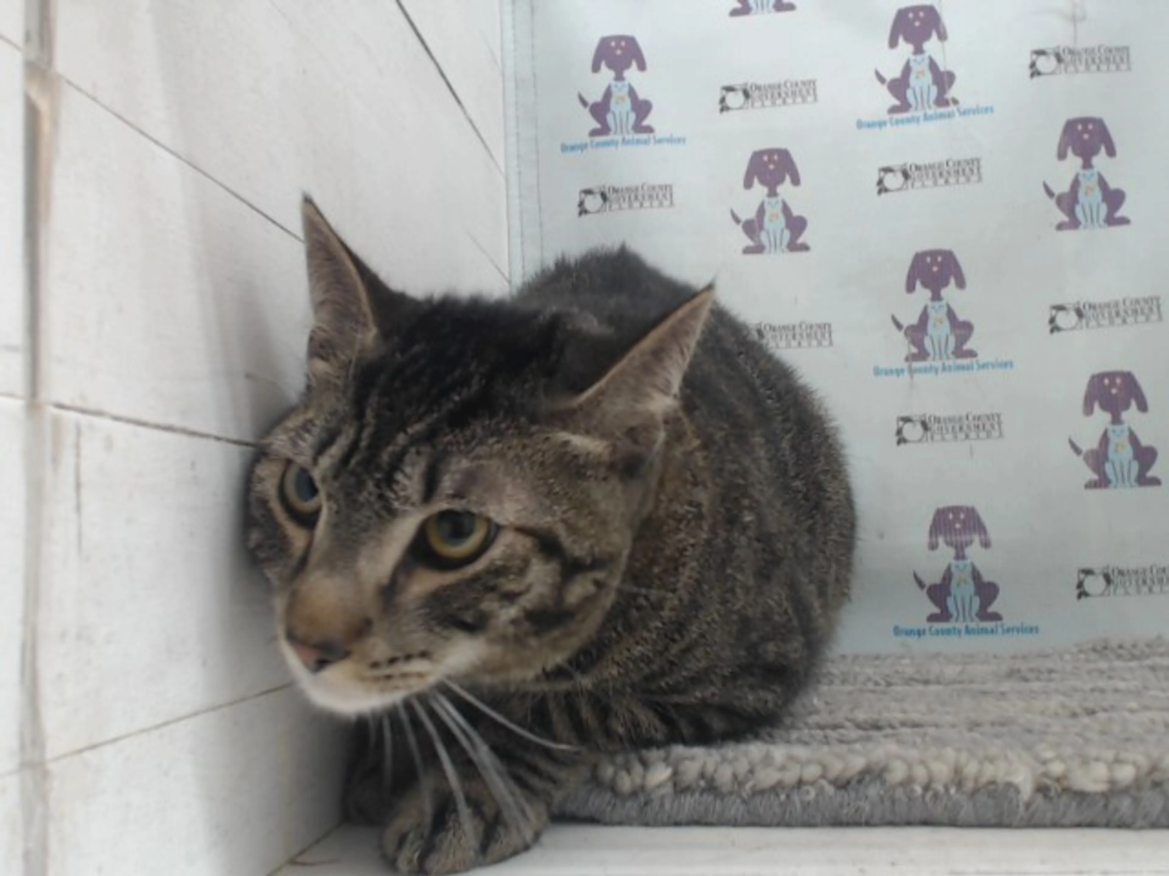 Found pet