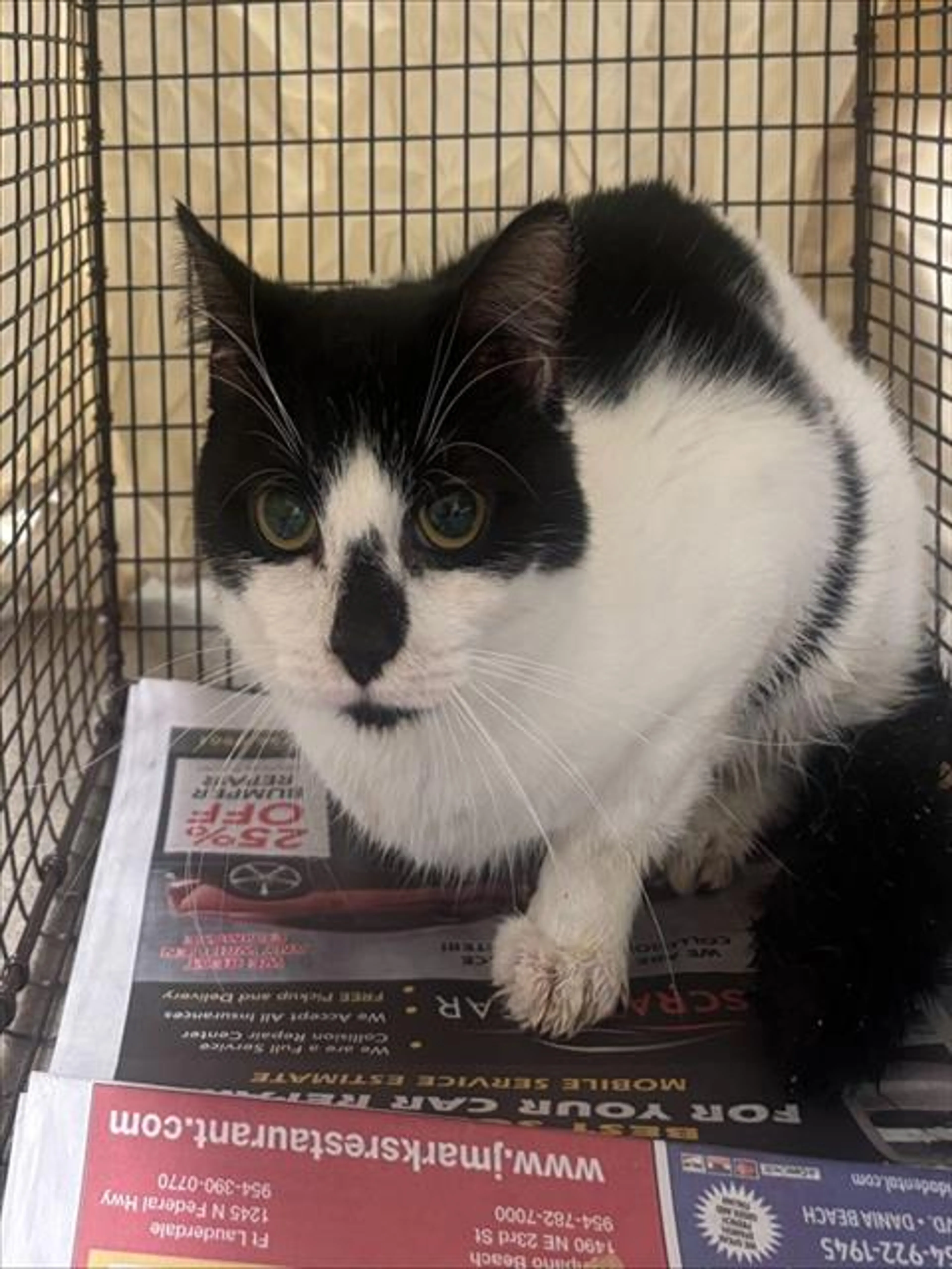 Found pet