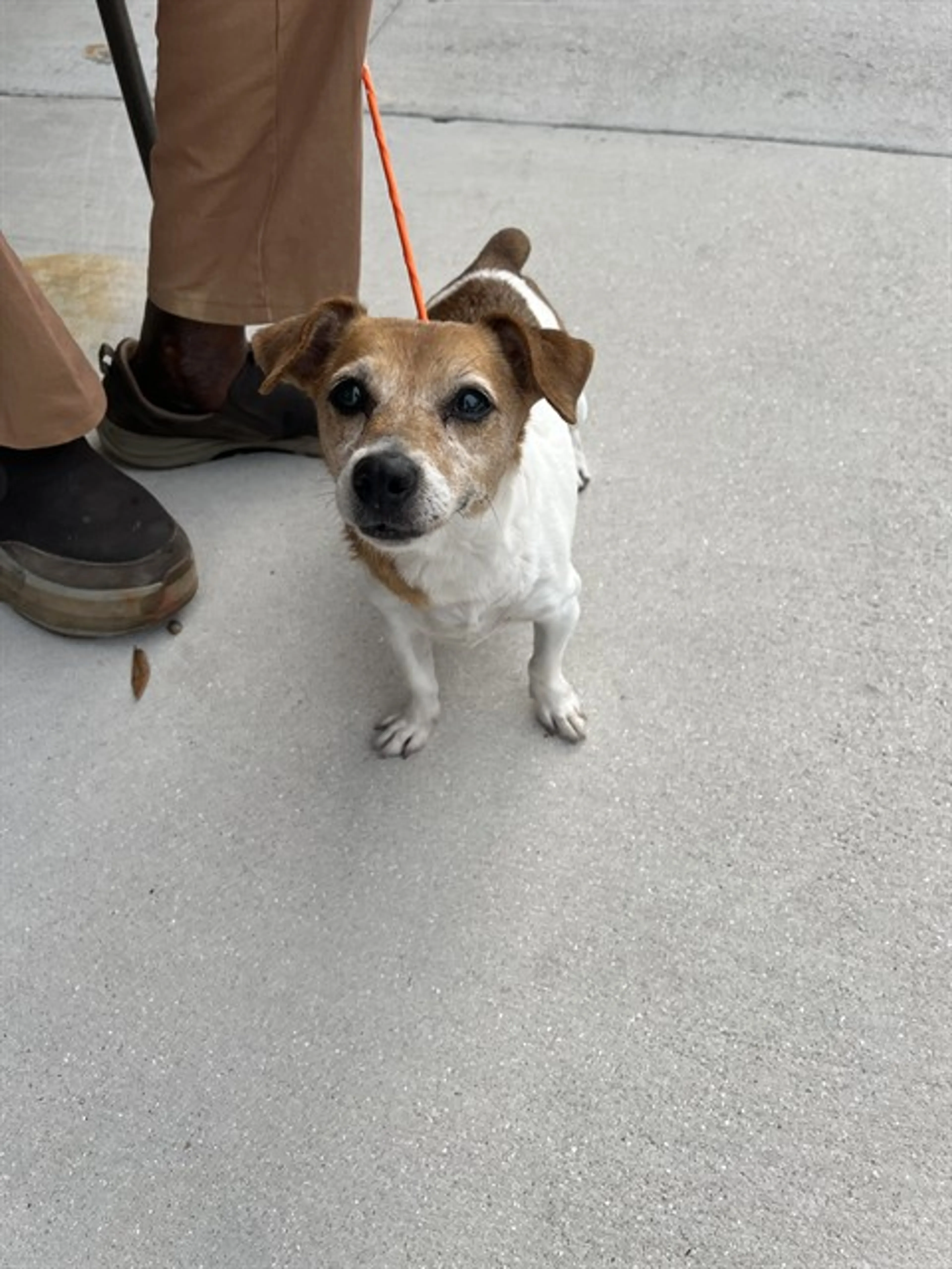 Found pet