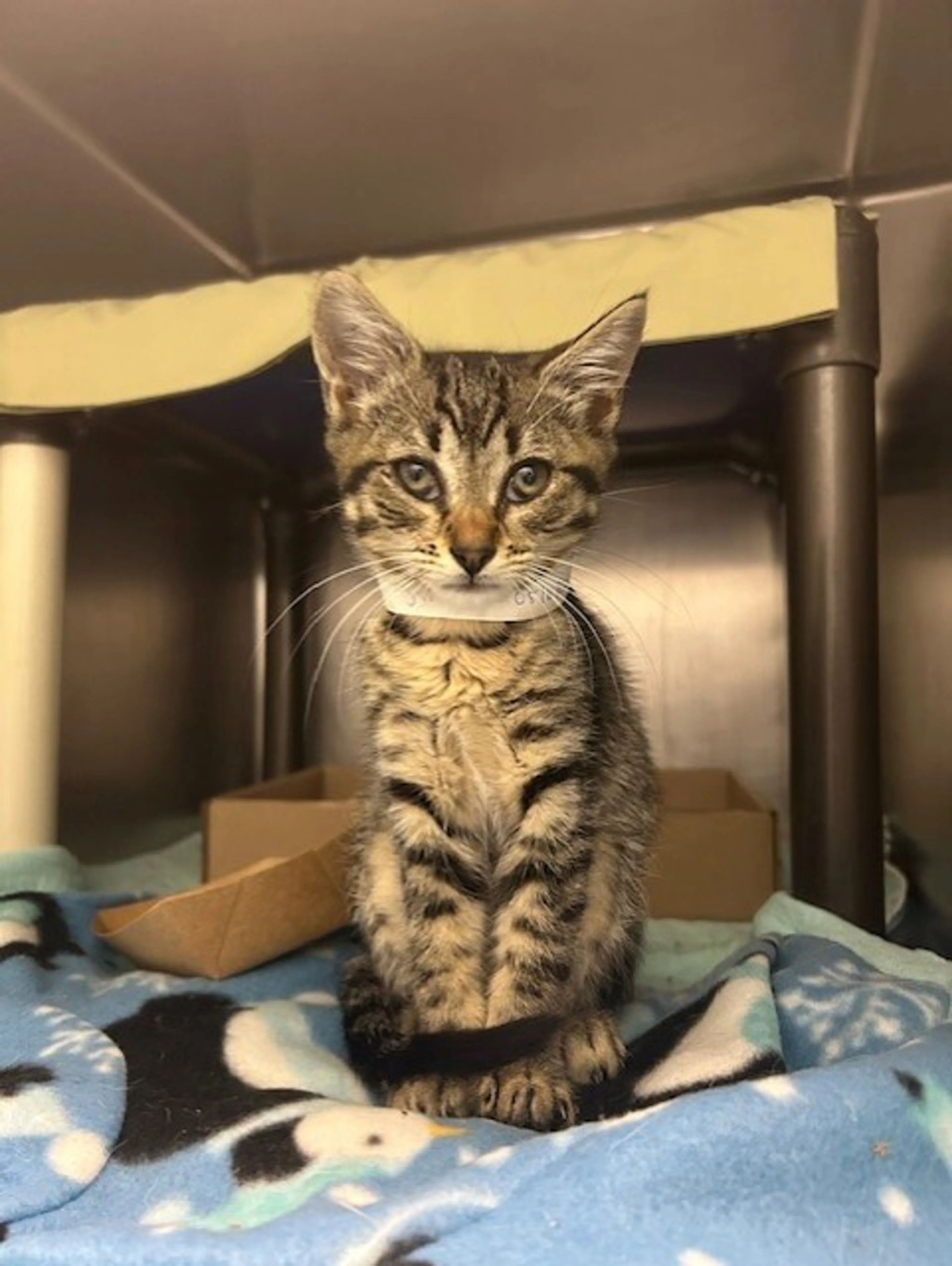 Found pet-1