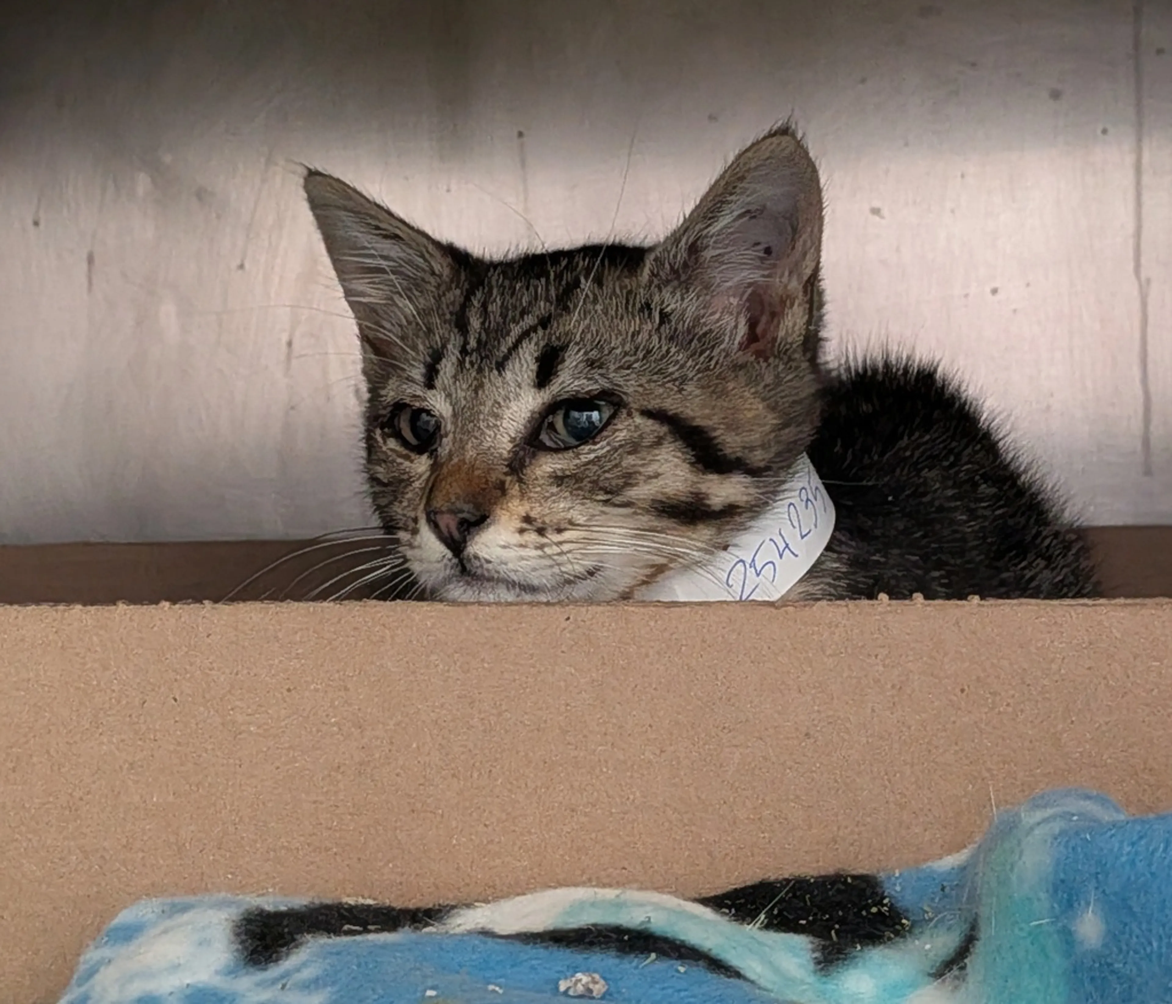 Found pet-2