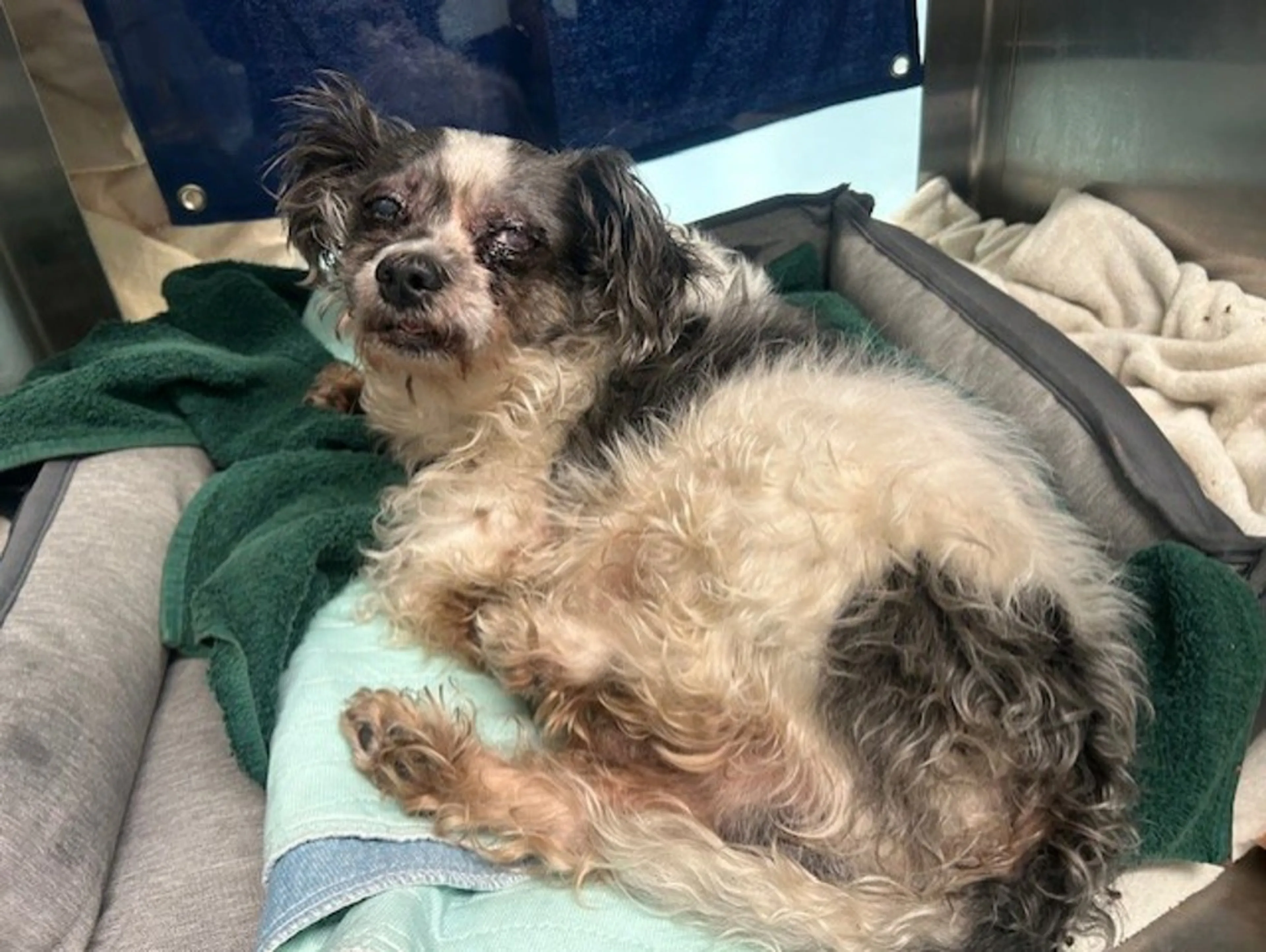 Found pet-2