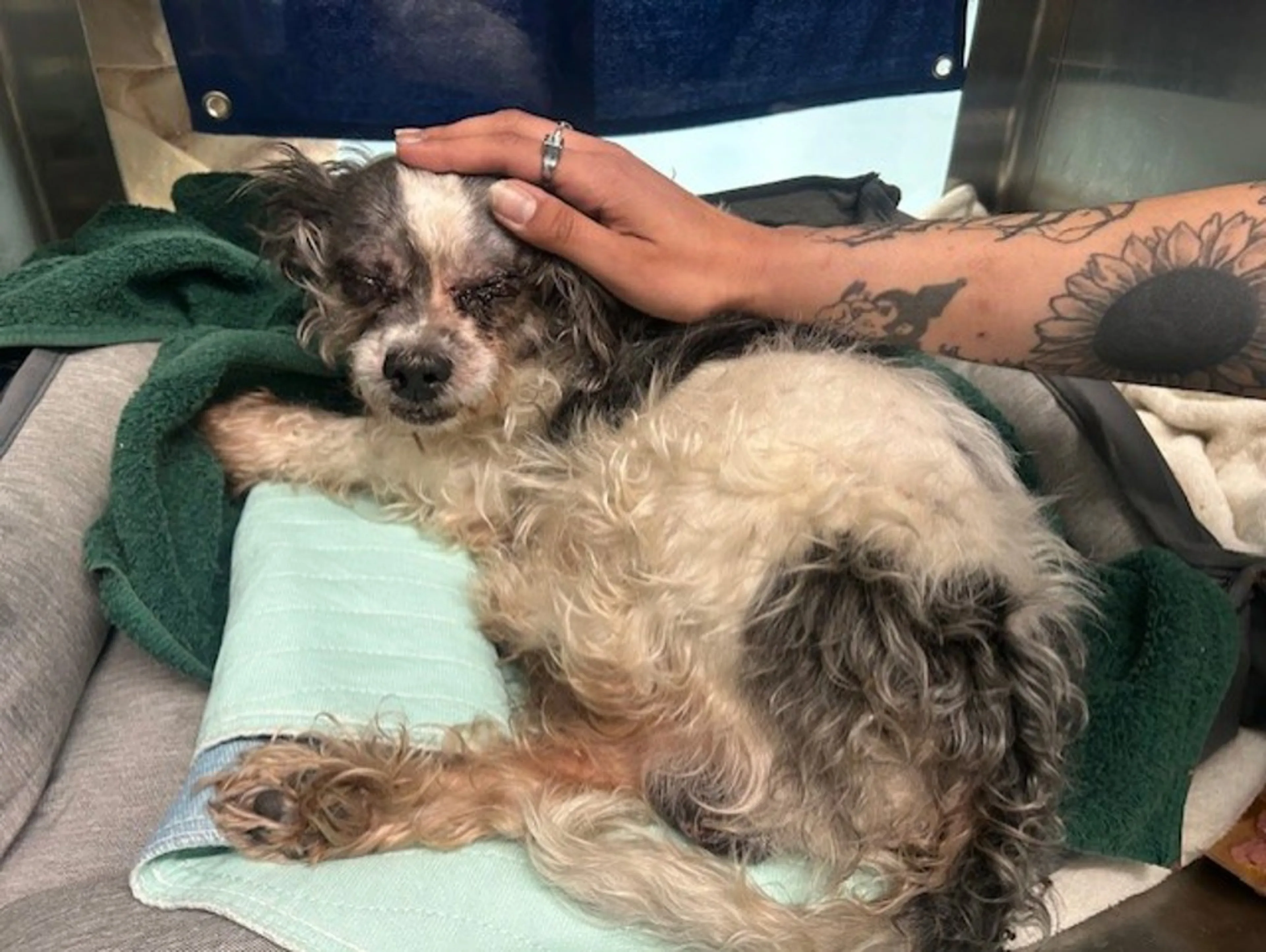 Found pet-1