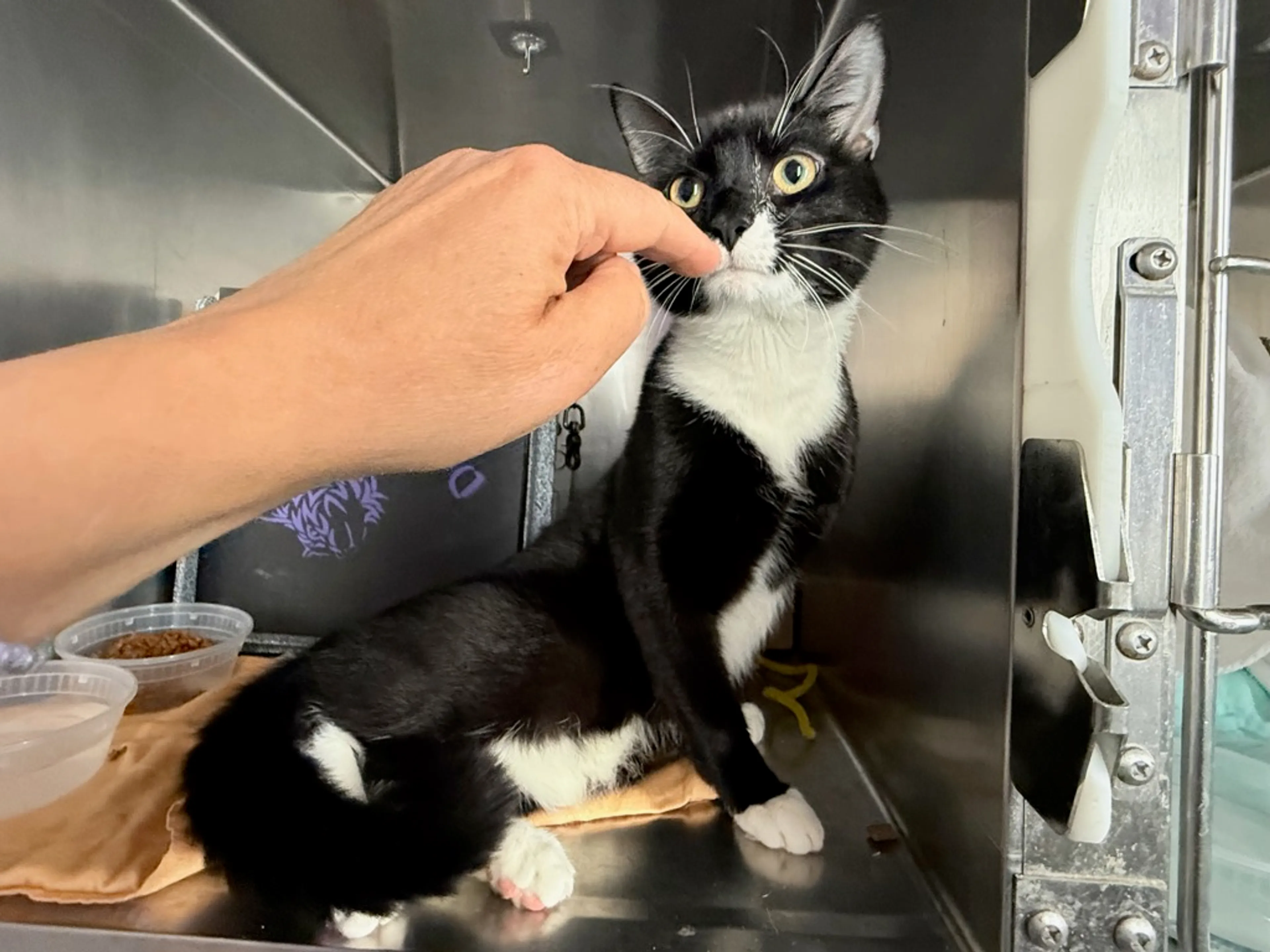 Found pet-1