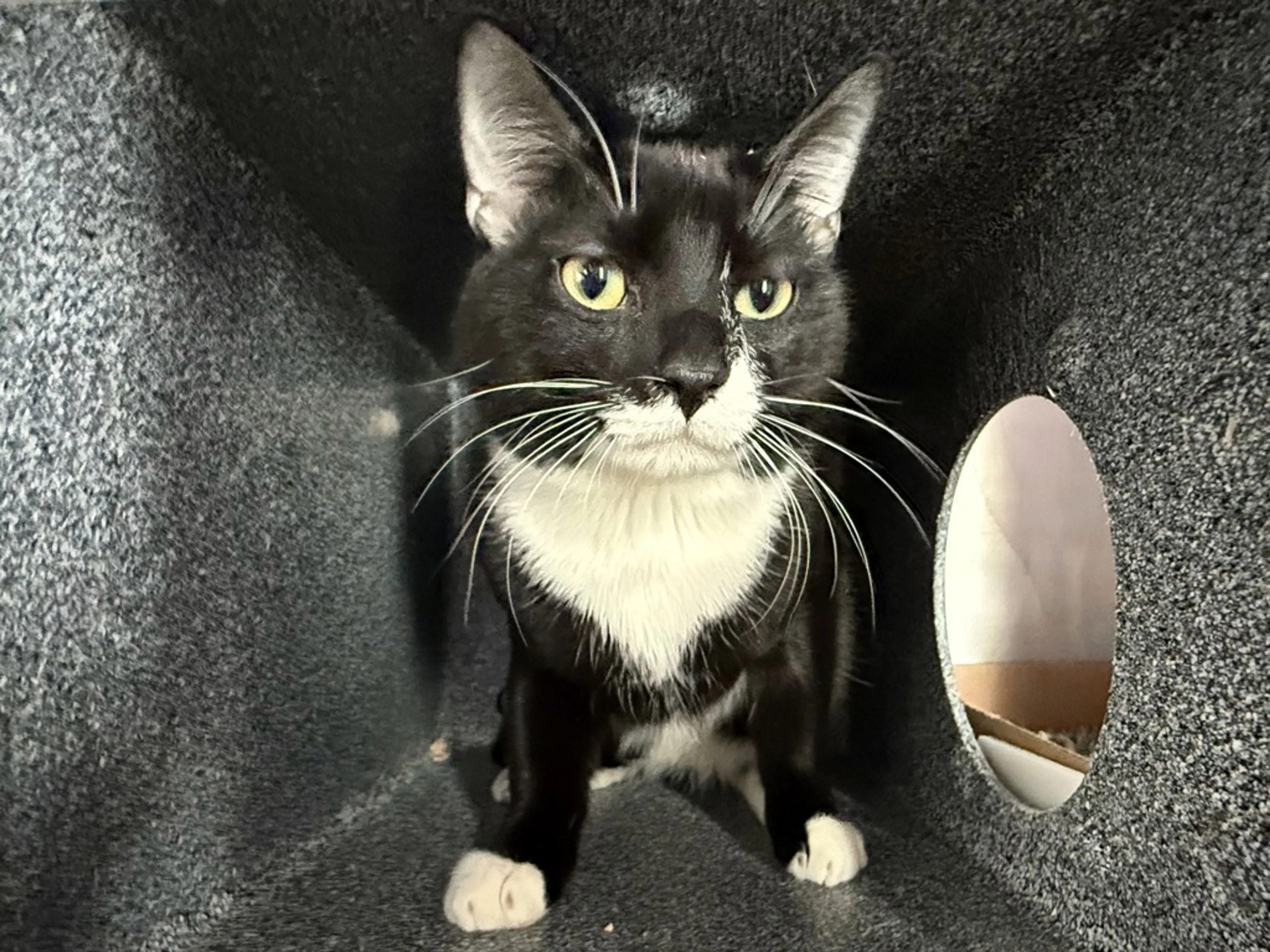 Found pet-2