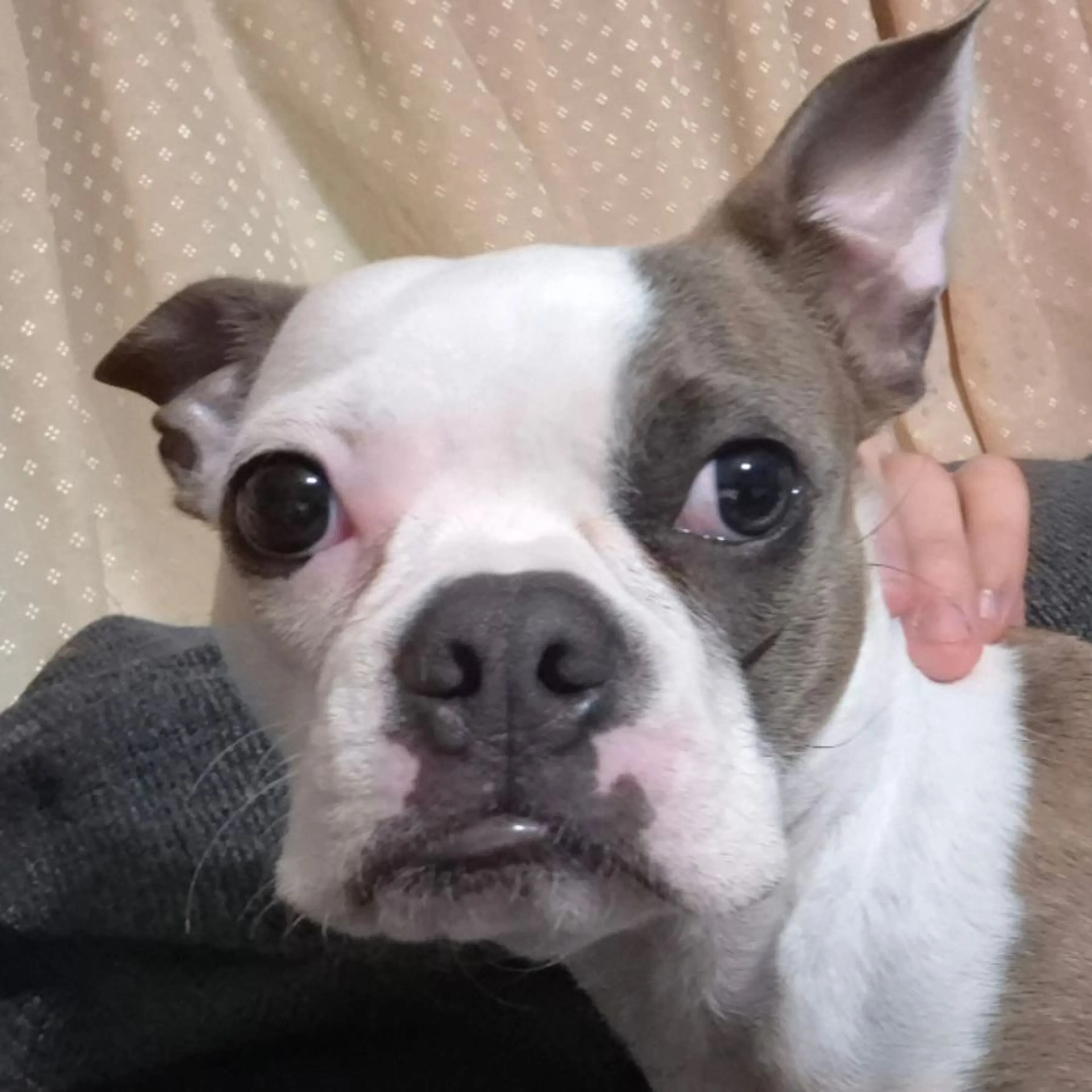 Lost pet