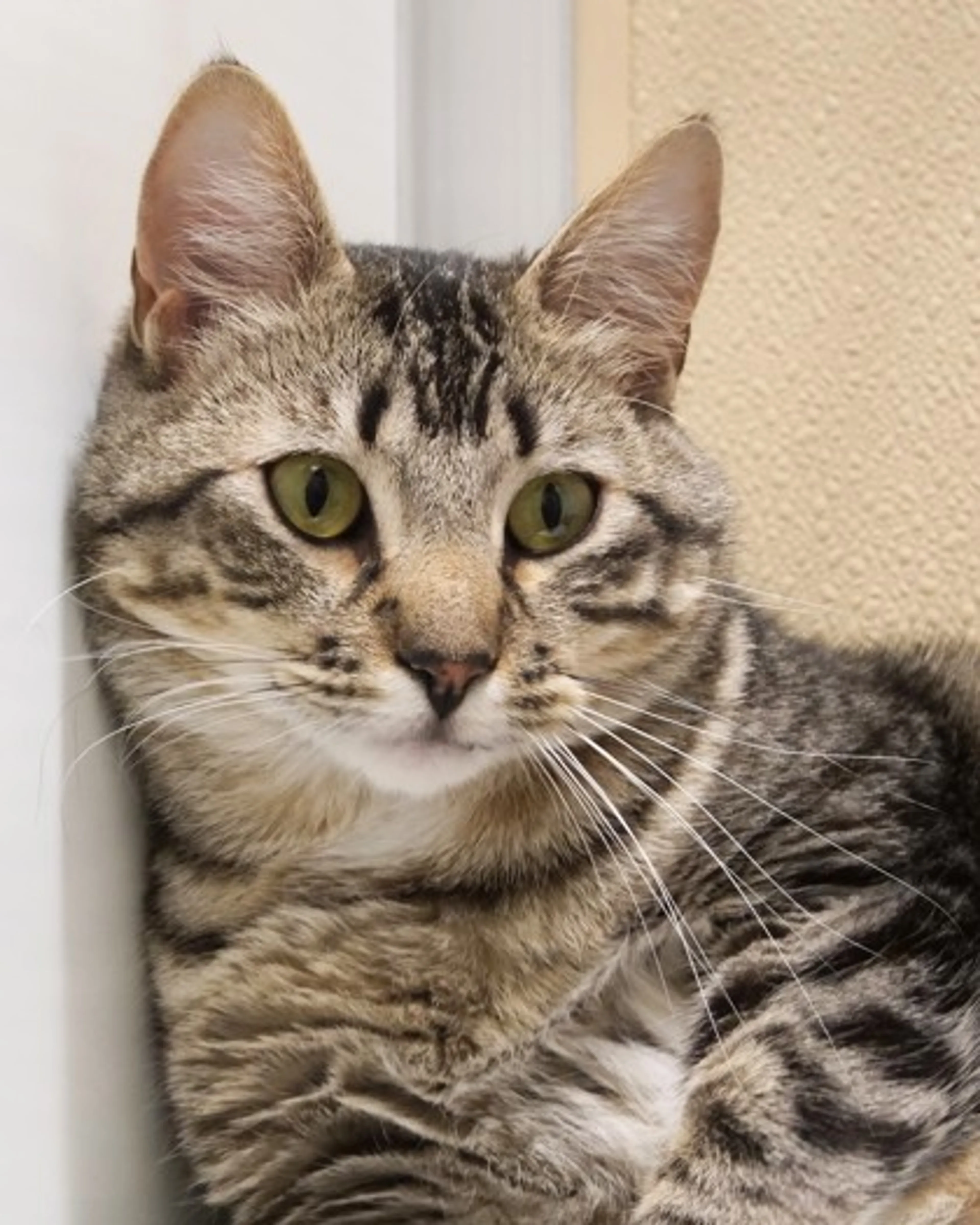 Found pet-2