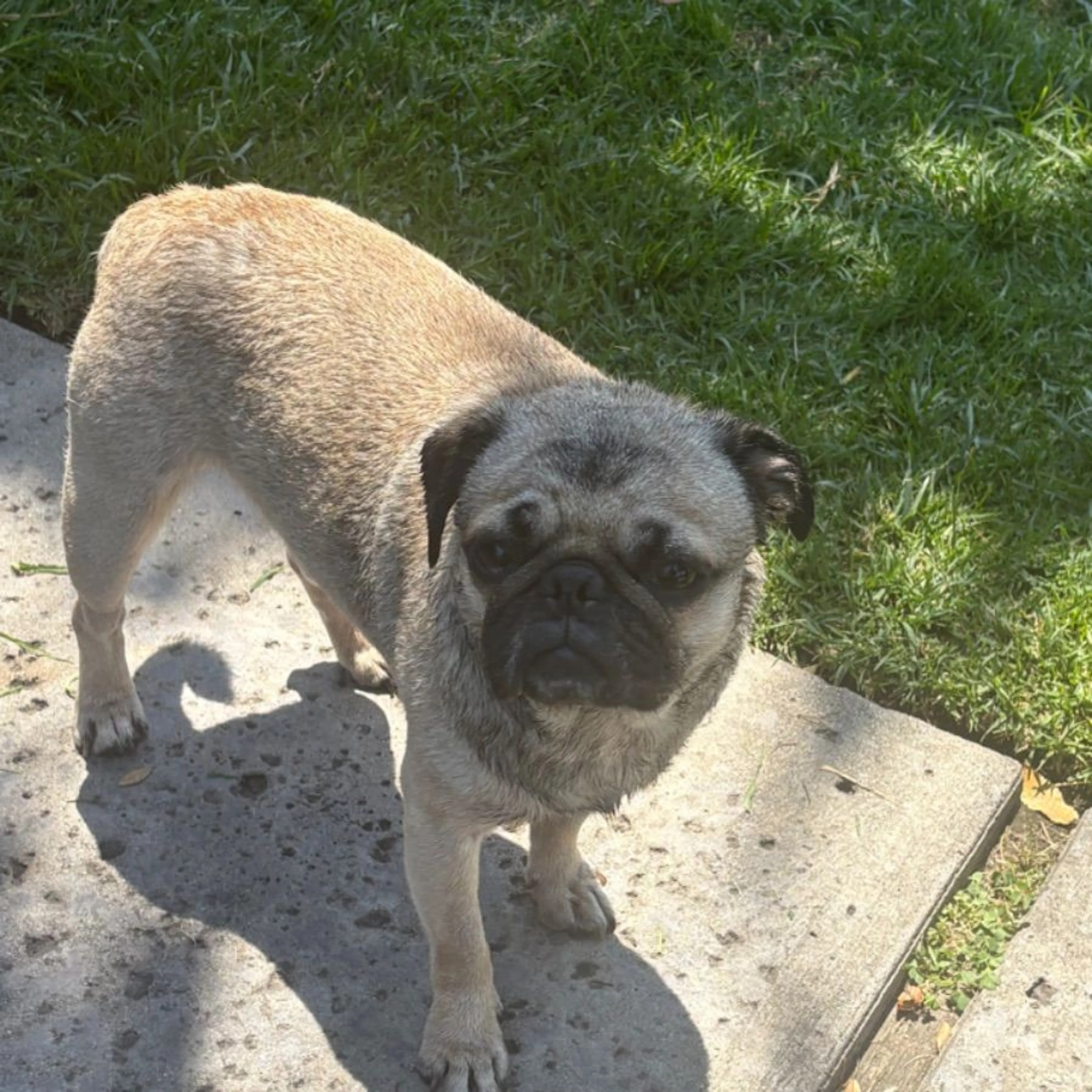 Found pet
